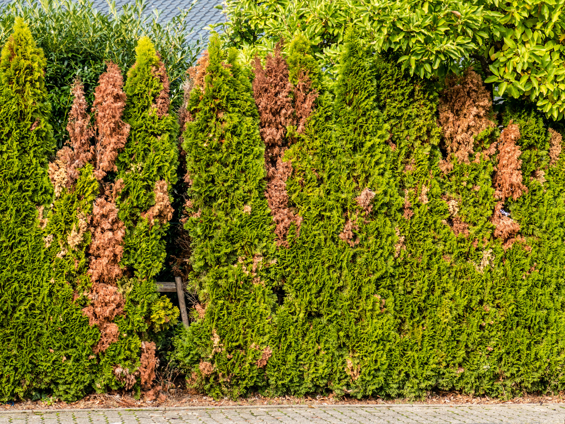 Brown patches and gaps in a hedge