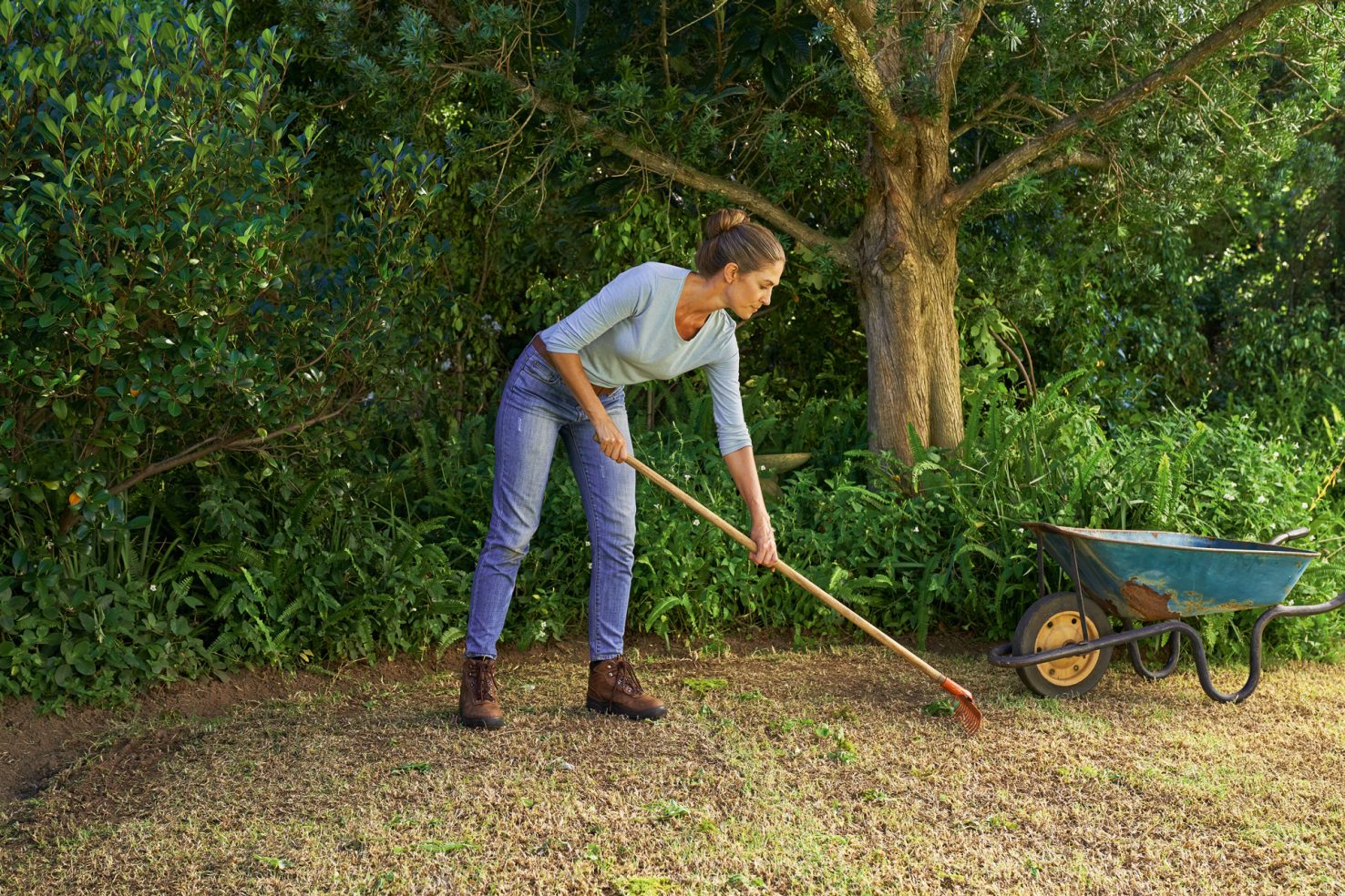 To renew the lawn, a woman scrapes weeds out of the ground with a rake. 