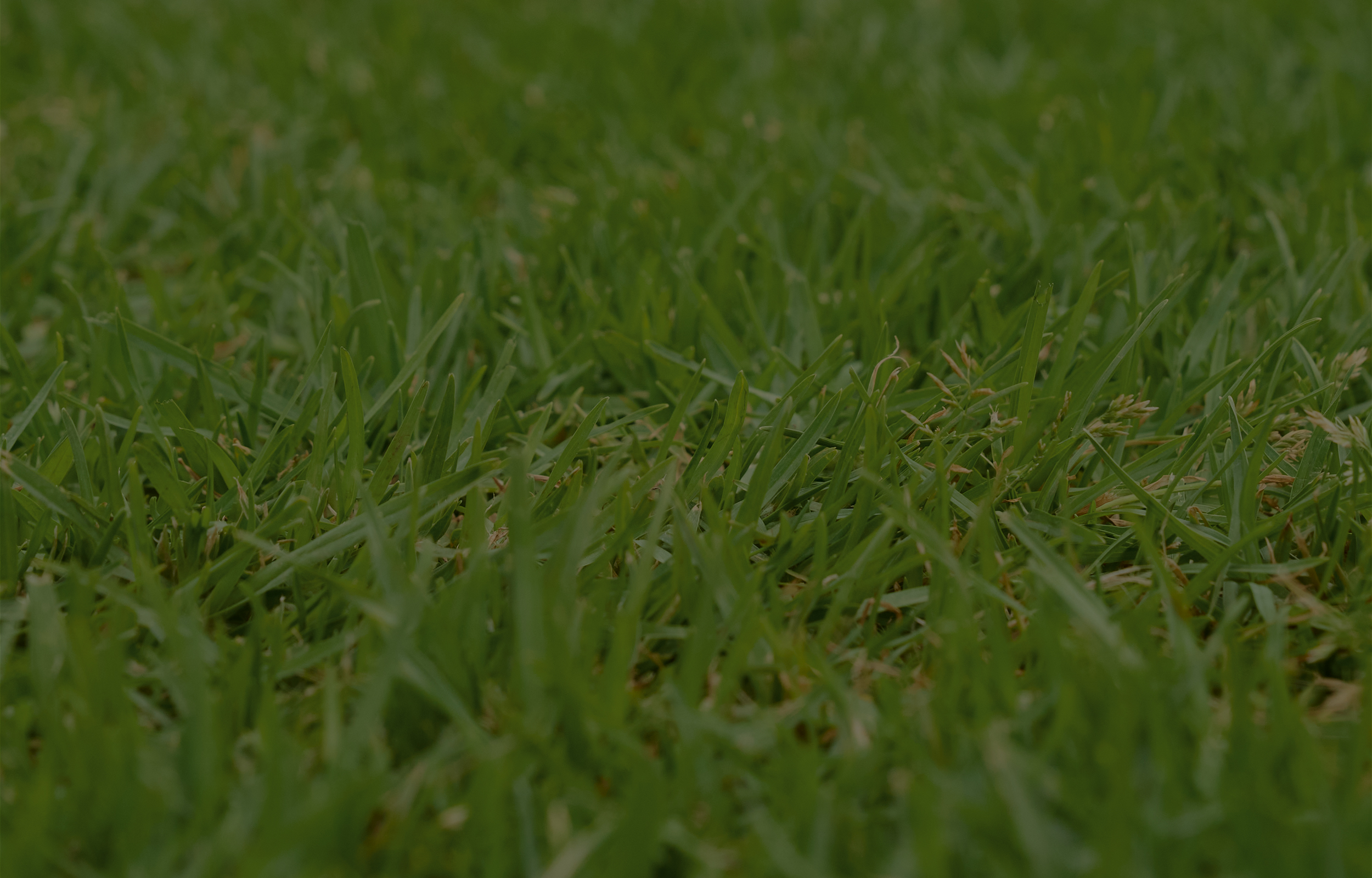 green-lawn