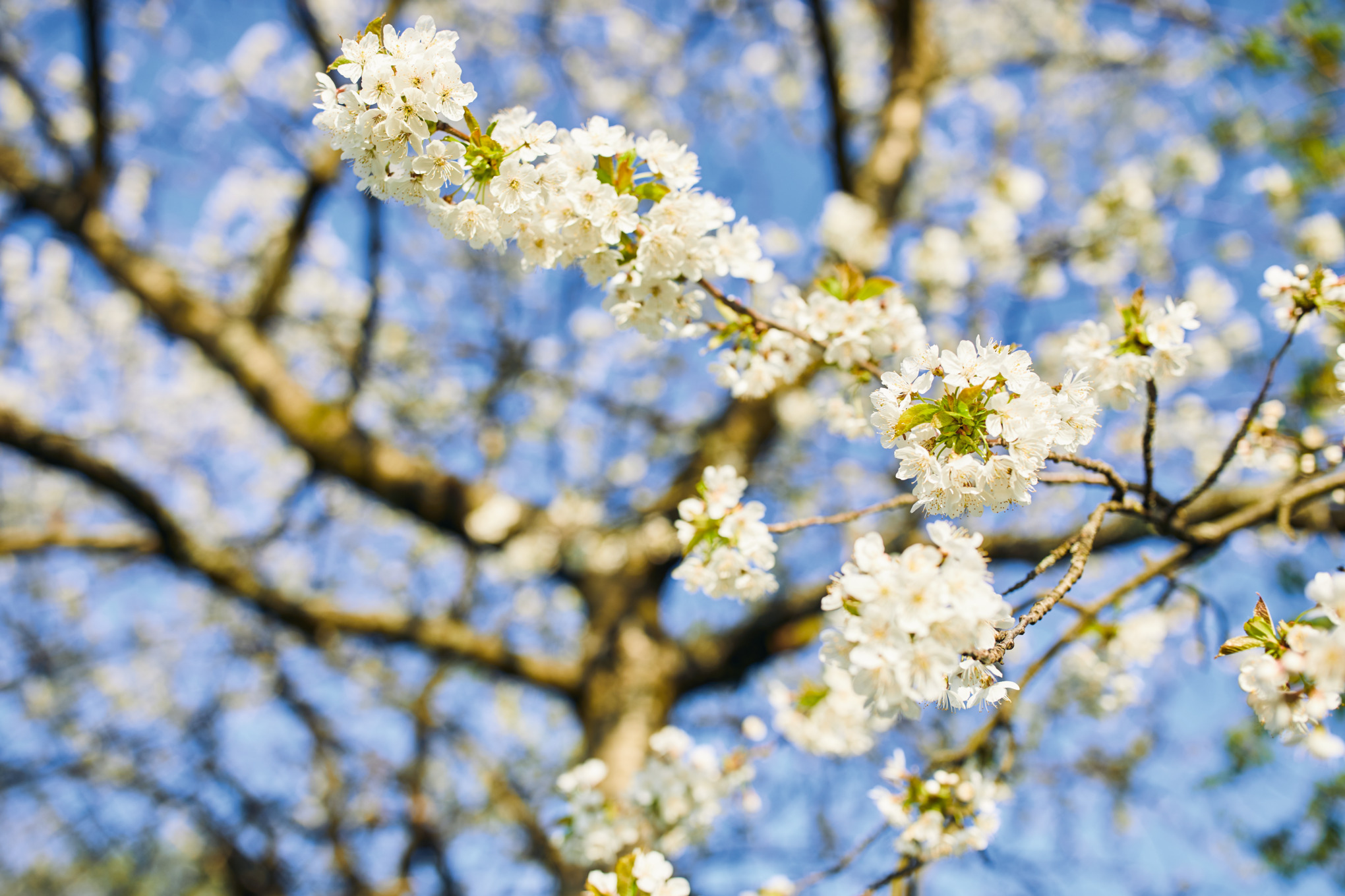 Close-up of a flowering branch on a tree