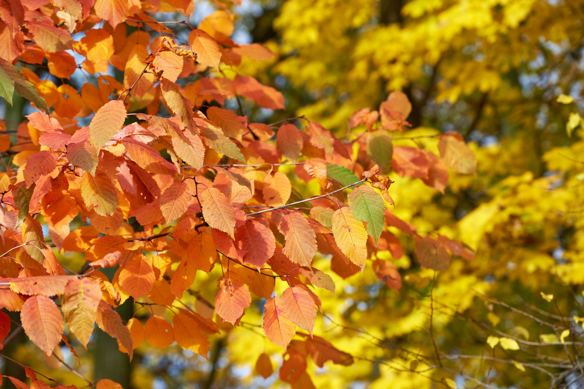 Leaves turning orange and yellow for autumn