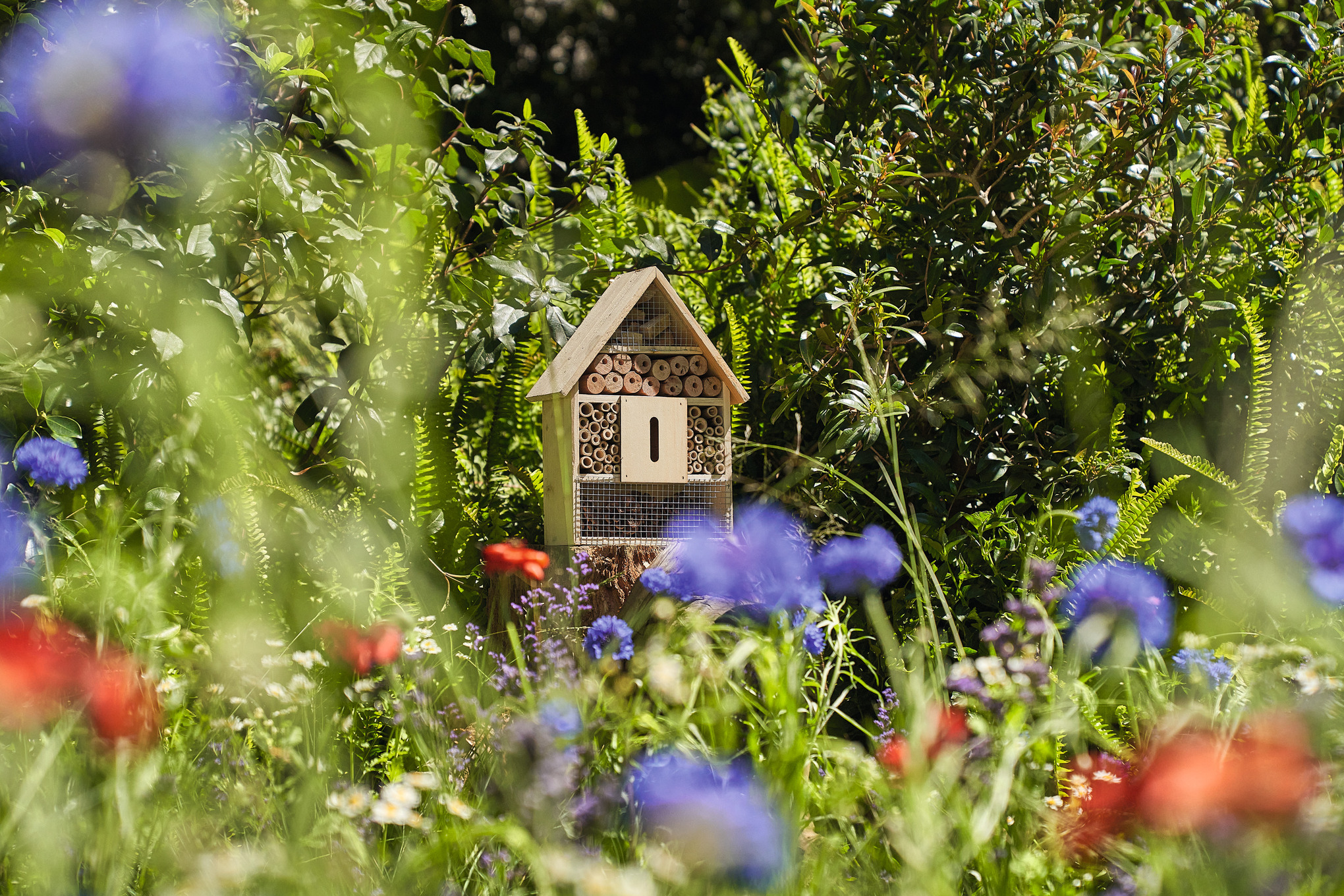 wildflower meadow with a bird box in the background