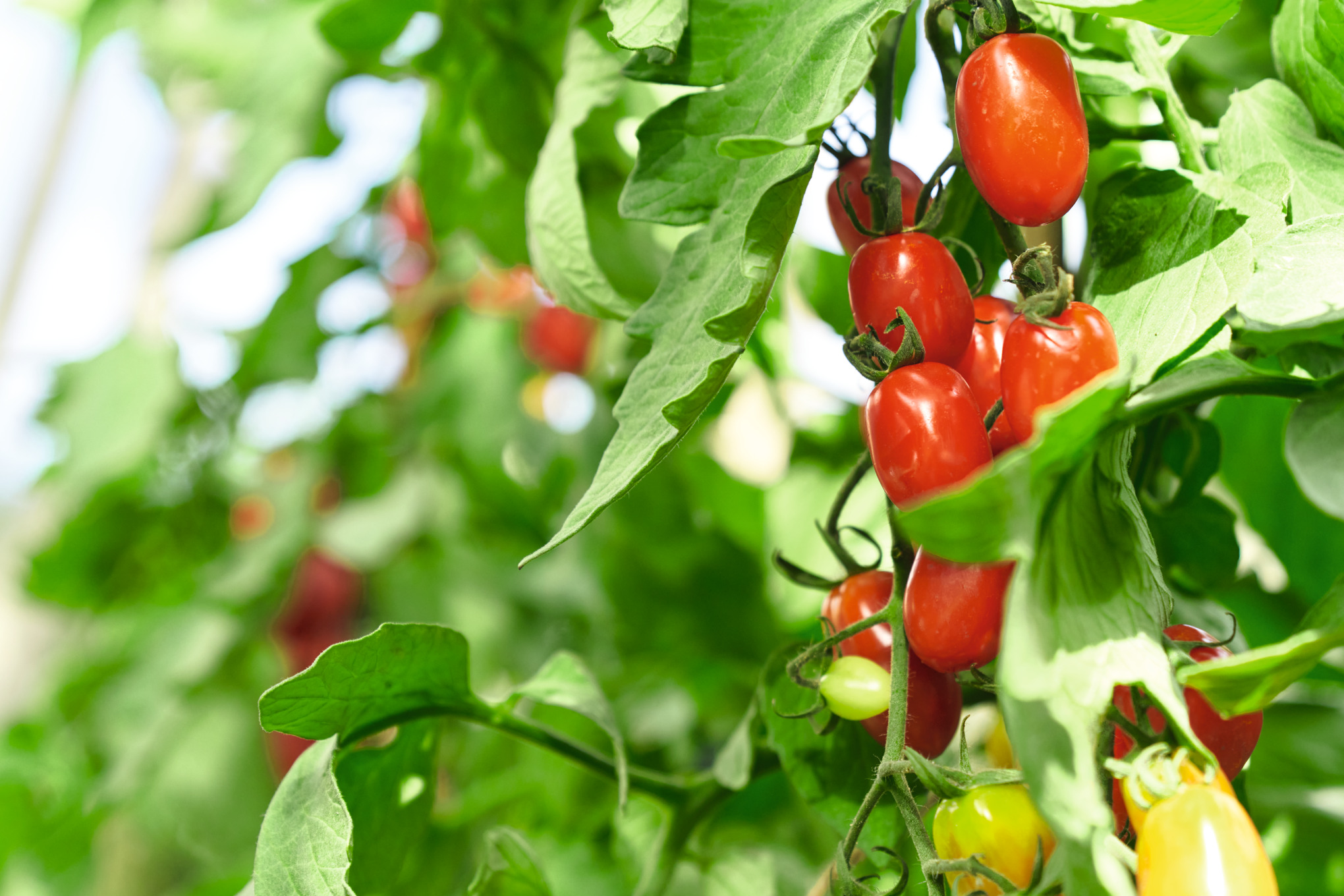 Ripe red tomatoes on the vine