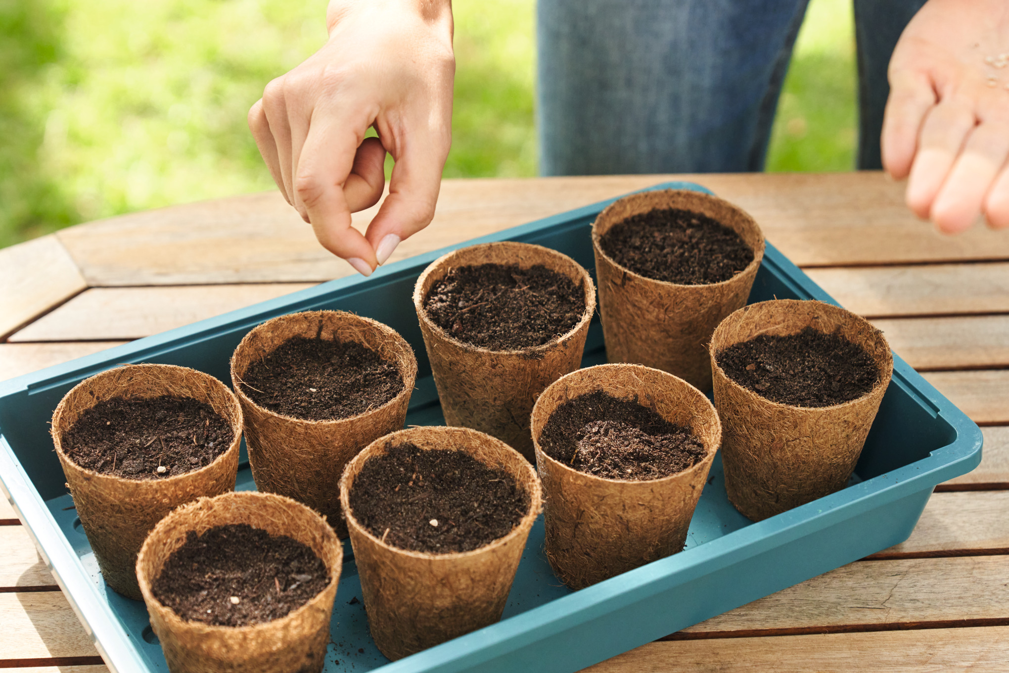 planting seeds in pots