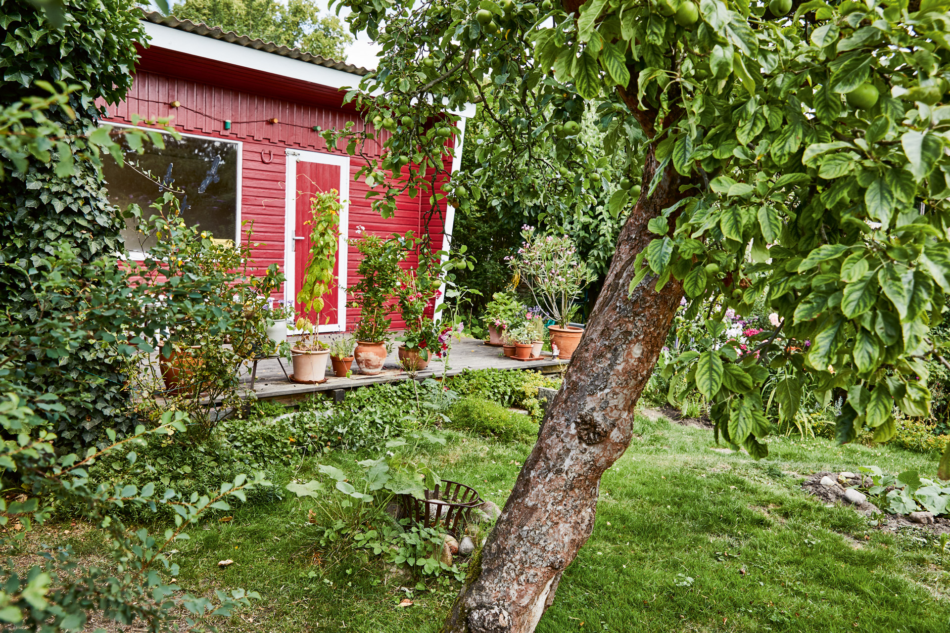 A garden with a tree in the foreground and a red summer house behind