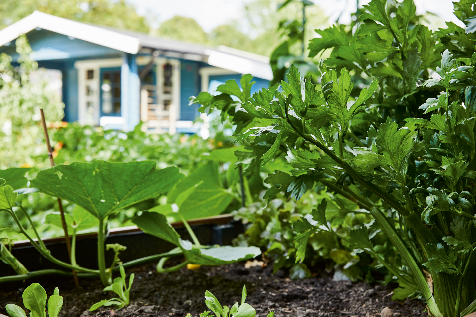 Close-up of a vegetable patch in a garden in front of a blue house