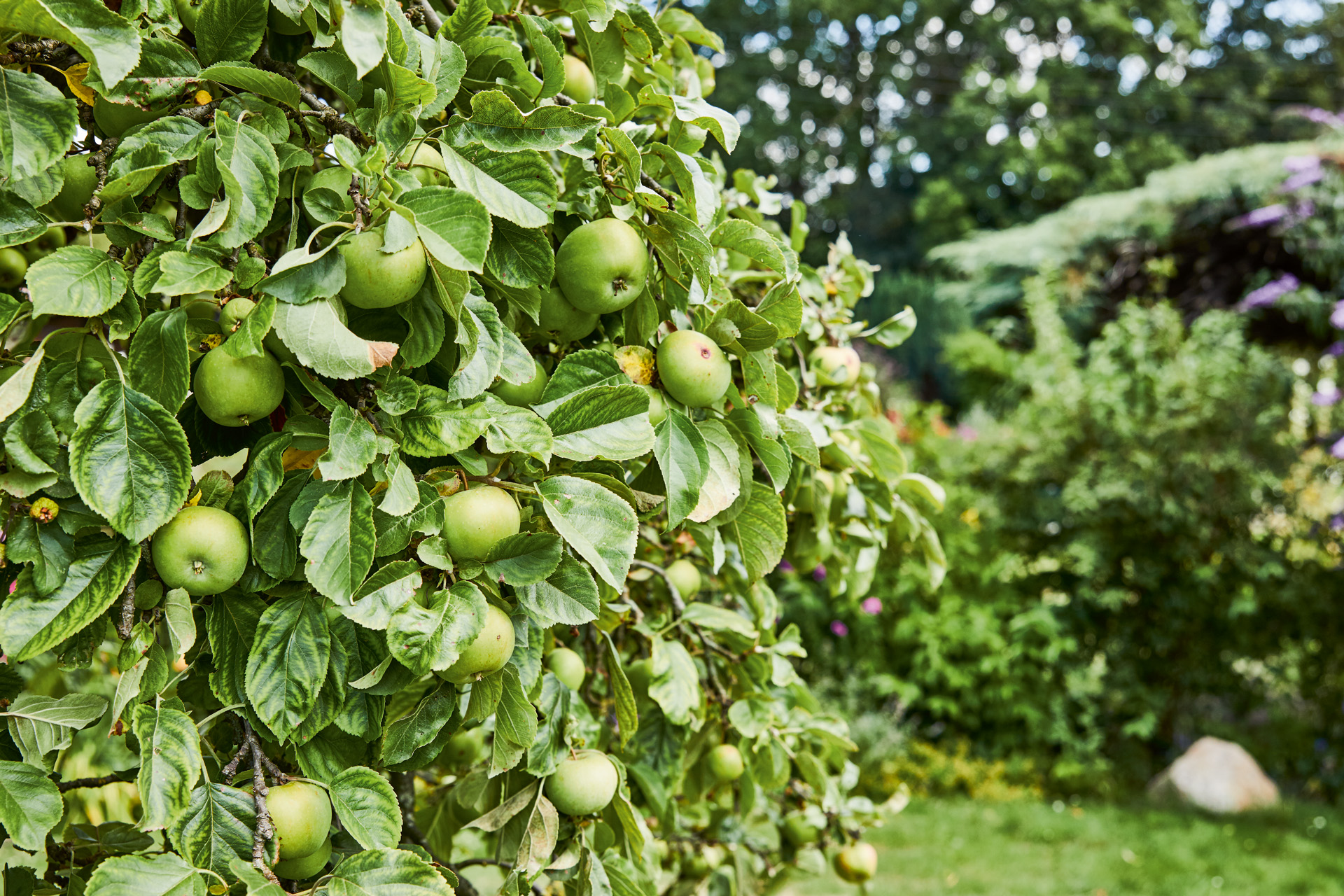 Green apples on a tree in the foreground, with bushes and other trees behind