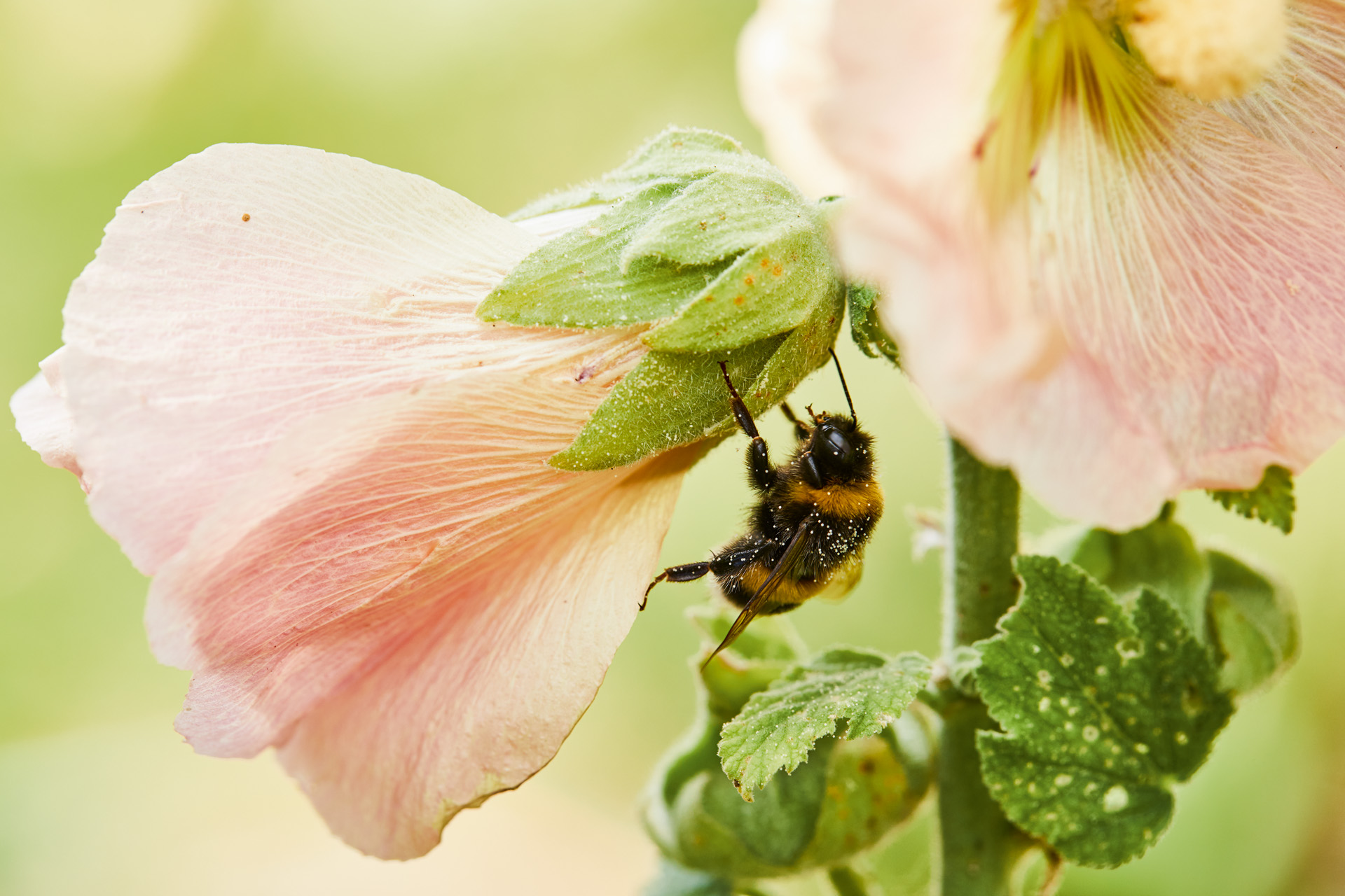 Close-up of a bee on a pink flower