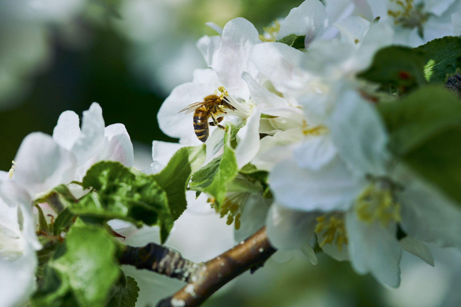 Close-up of a bee on white blossom