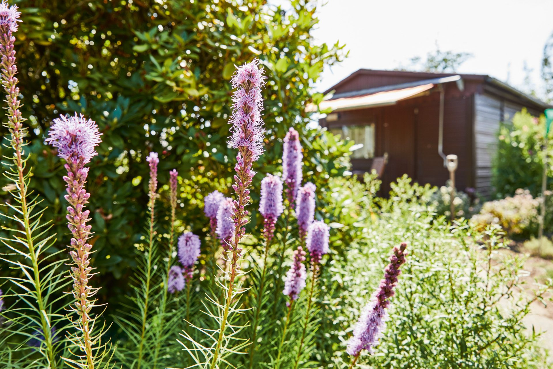 Purple perennial flowers with a garden shed with an awning in the background