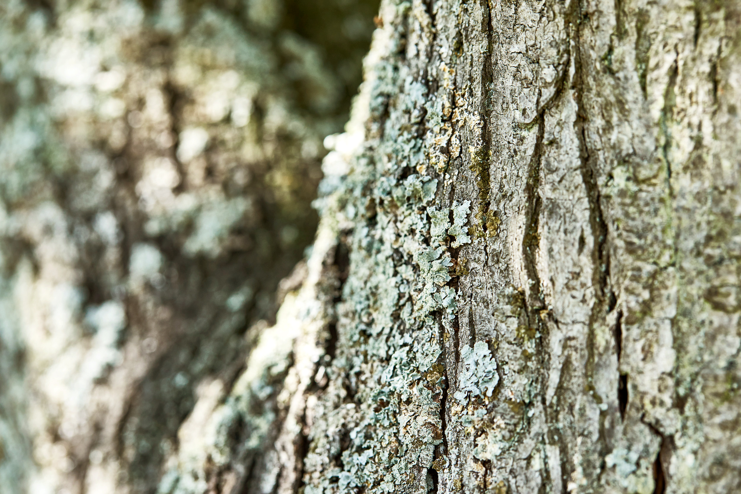 Close-up of tree bark with some lichens