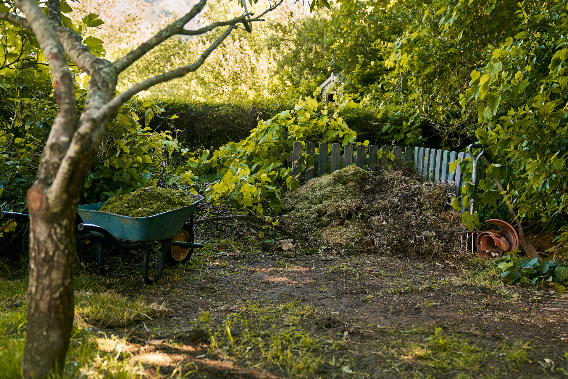 A compost heap and wheelbarrow in a shady corner of a garden