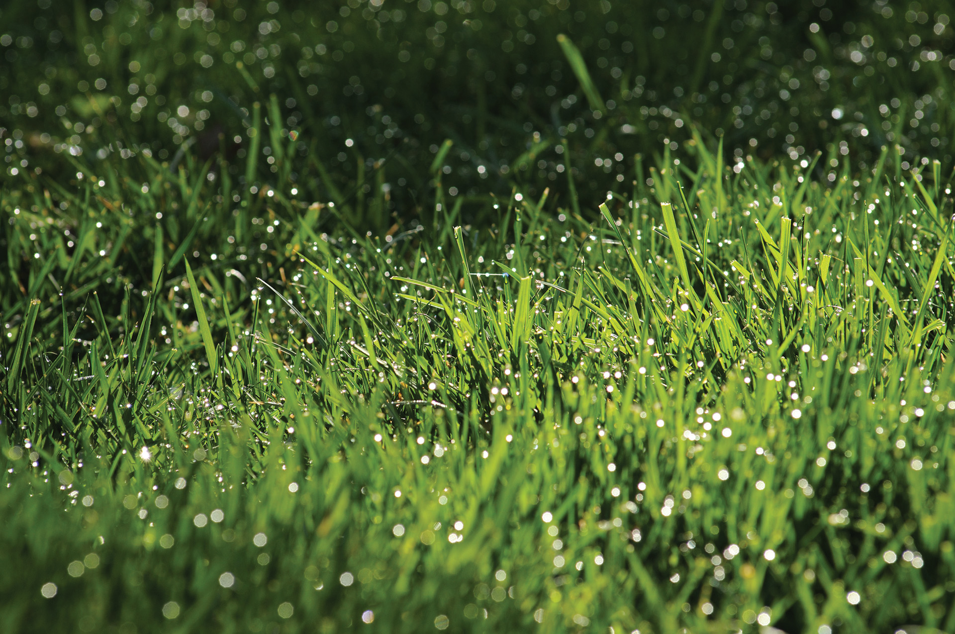 Close-up of grass with dew on it