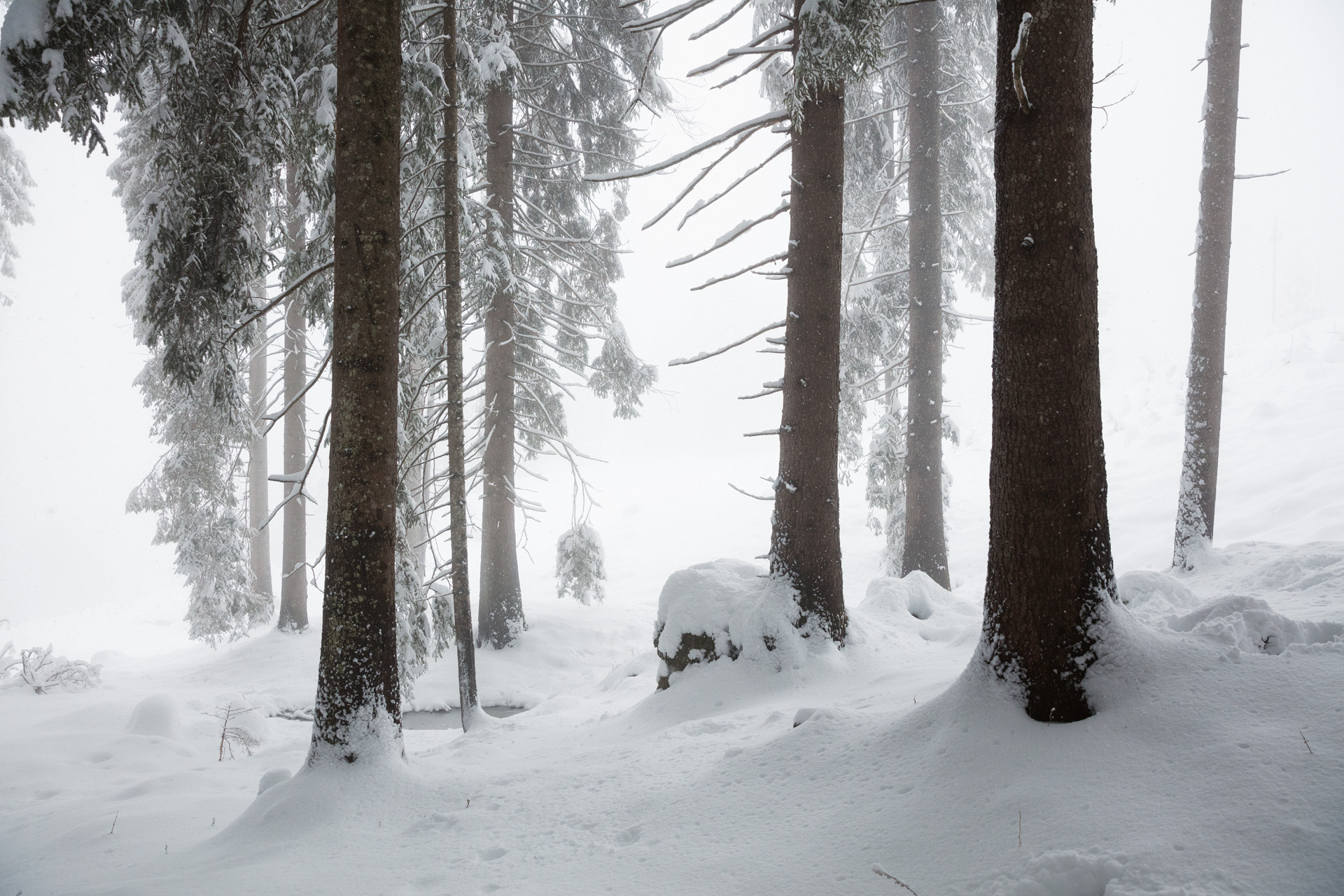 Snow-covered pine trees and ground in a forest