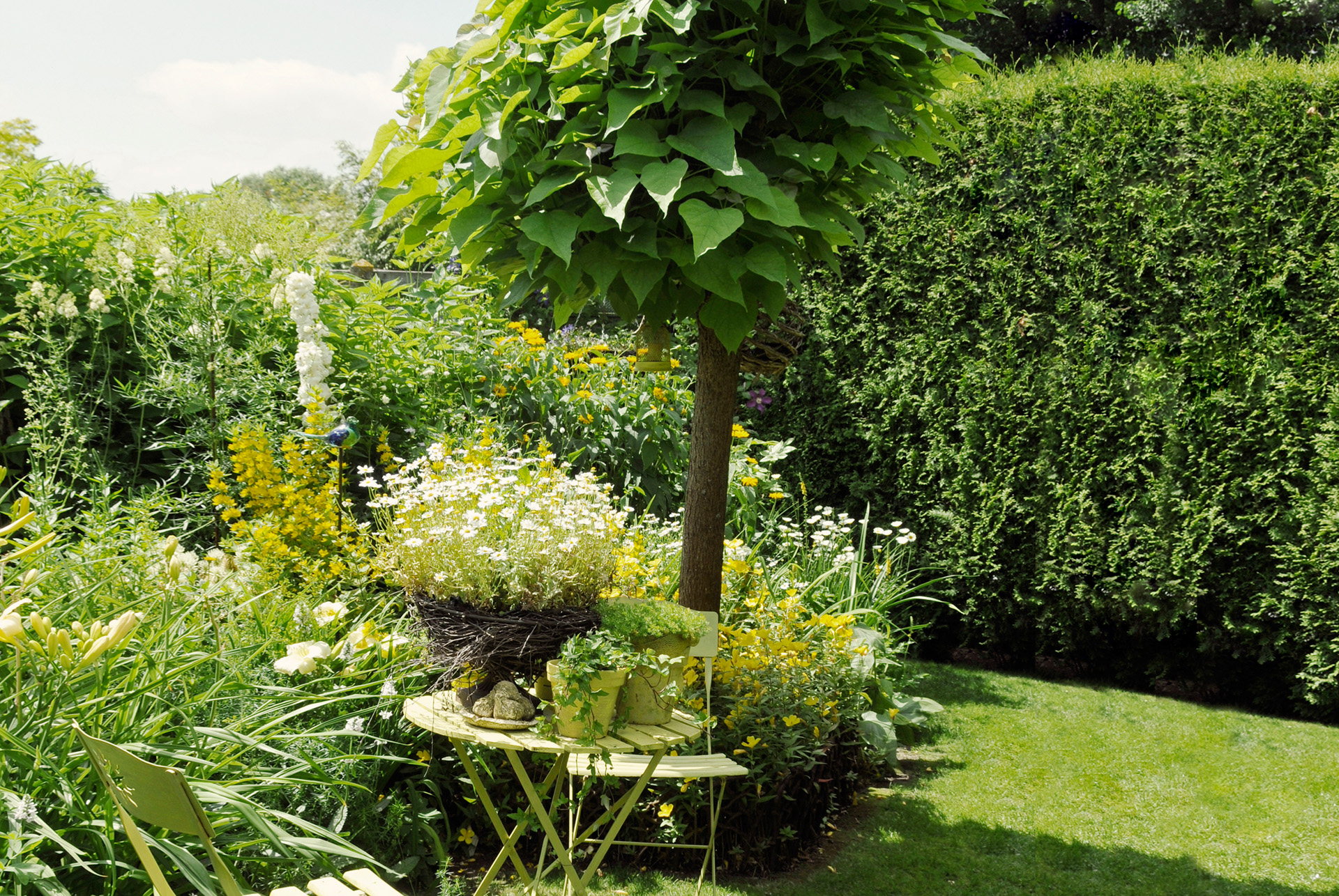 Small garden with lawn, garden furniture and plant tubs at the front and Indian bean tree, columnar shrubs at the back.