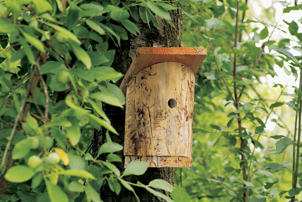 A DIY wooden bird box hangs on a tree among green leaves