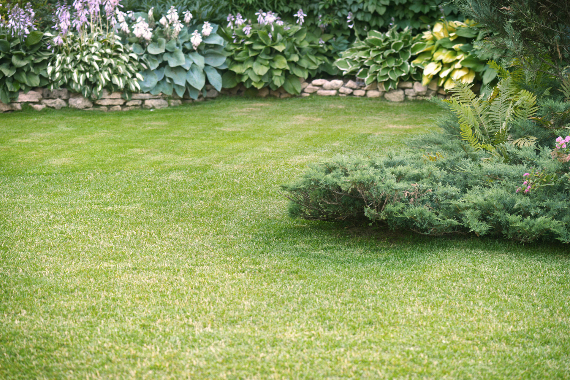 Curved lawn surrounded by a low stone wall with tall blue plants and medium–height shrubs.