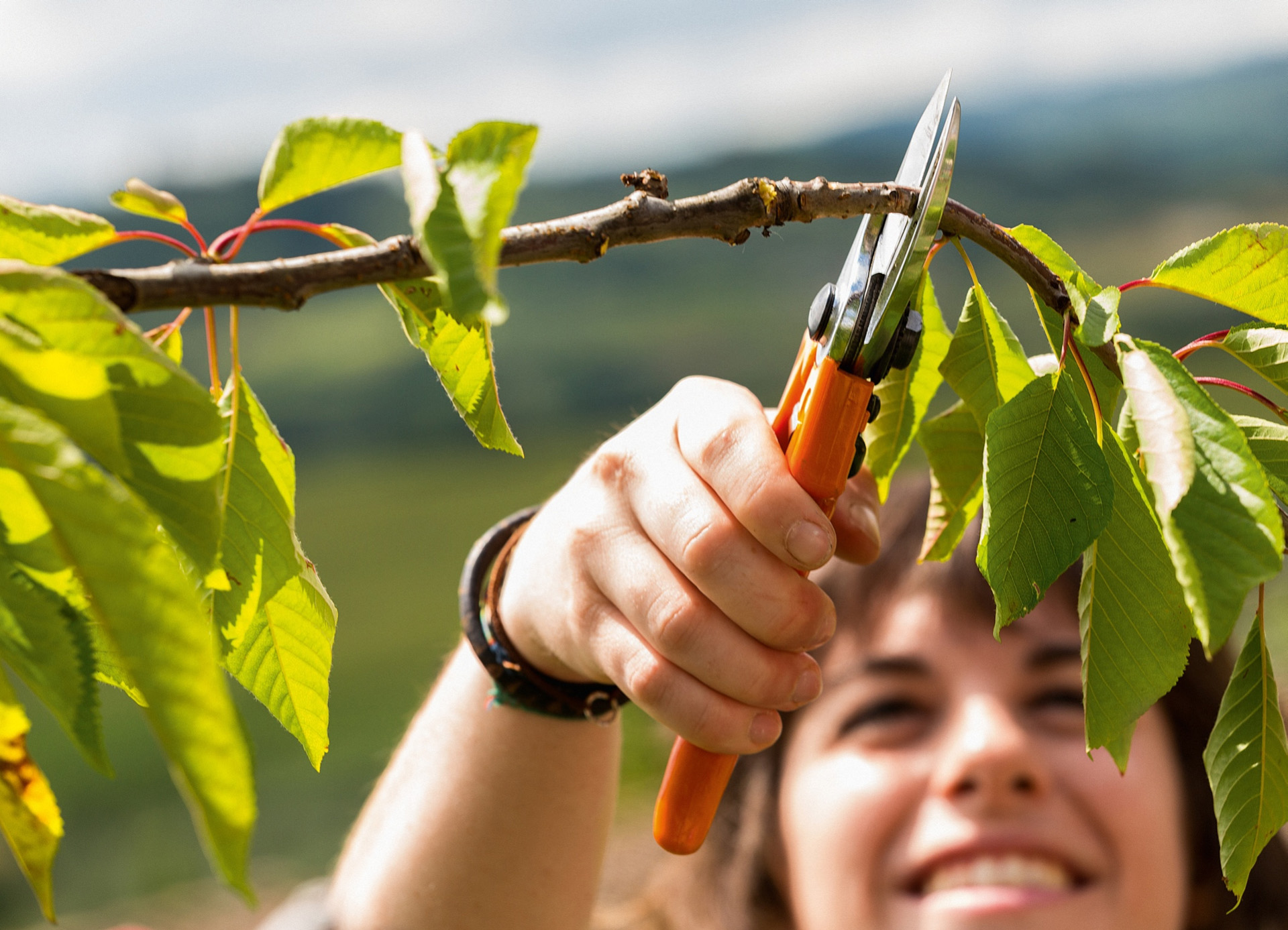 Close-up of a thin tree branch being cut with secateurs by a smiling woman
