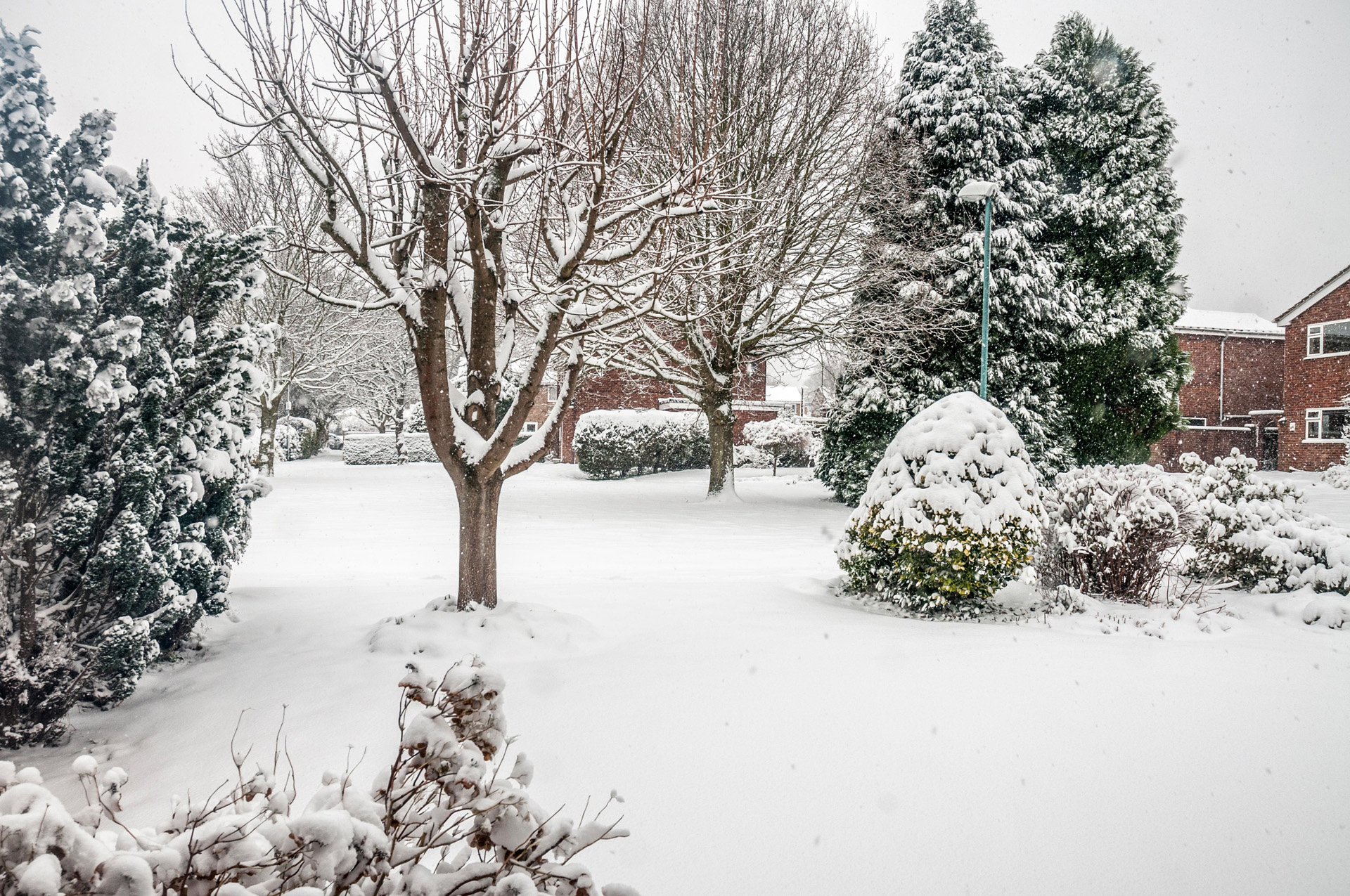 A garden scene with trees and bushes, all covered in snow