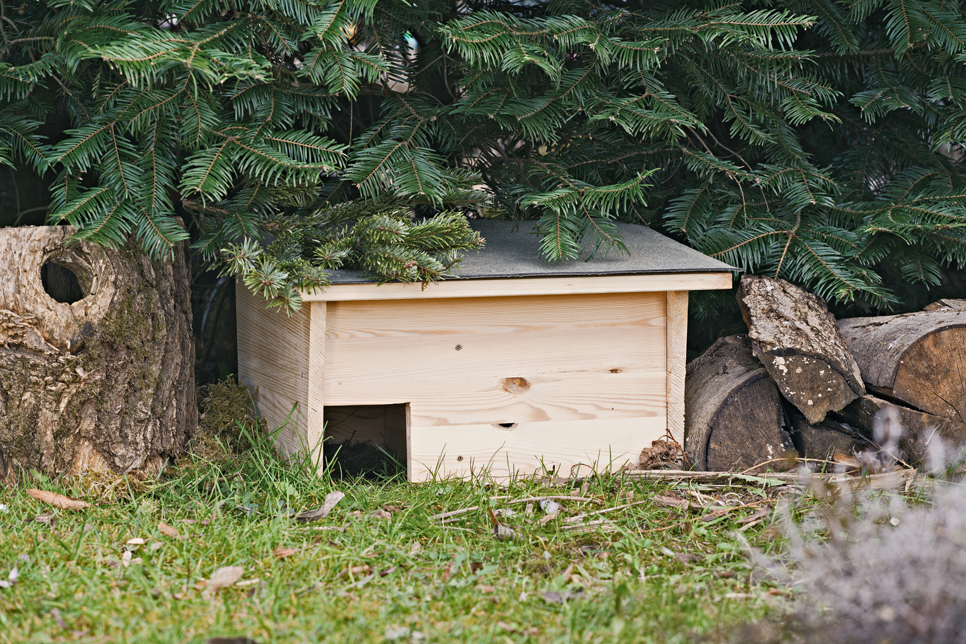 A DIY hedgehog house in a garden under a fir tree