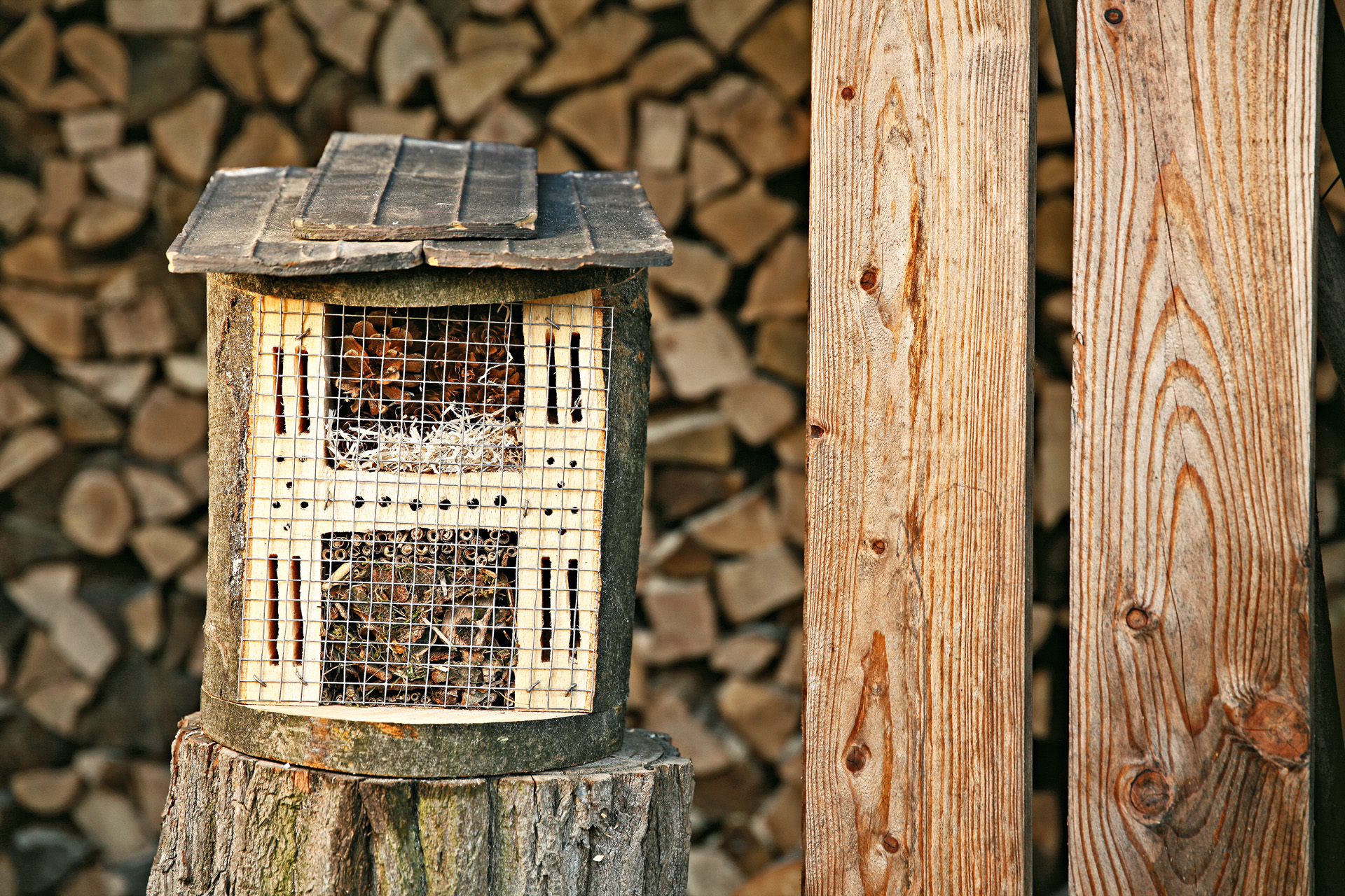 A DIY bug hotel on a tree stump