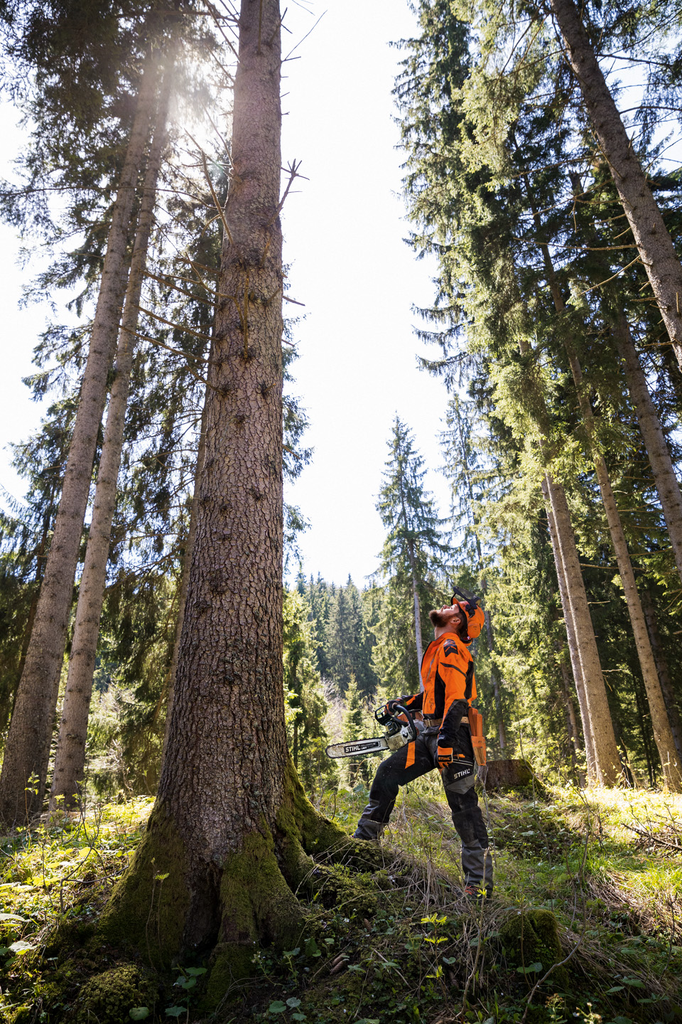 A person in protective equipment, holding a STIHL MS 462 CM petrol chainsaw, stands at the foot of a tall tree in a forest, looking up