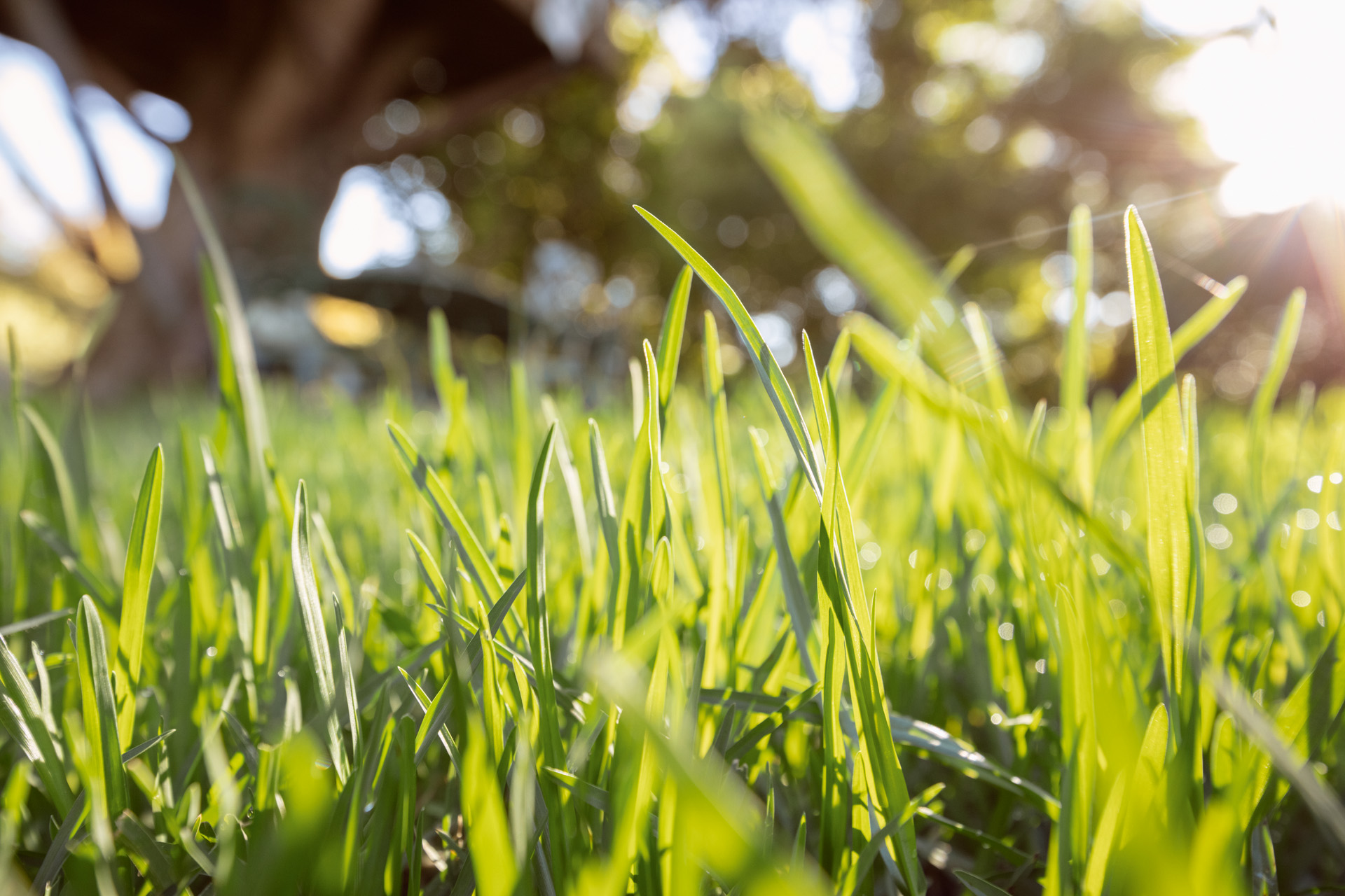 Close-up of green blades of grass in sunshine.