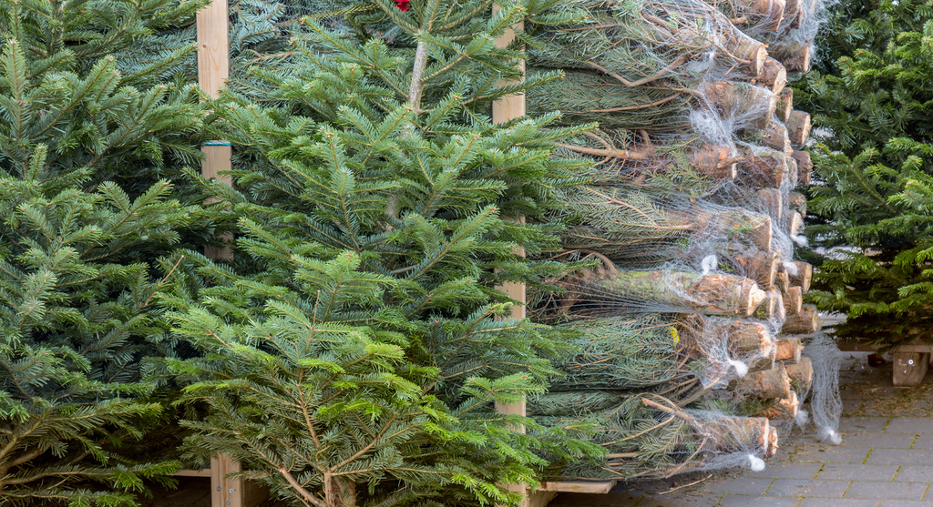 Real Christmas trees for sale