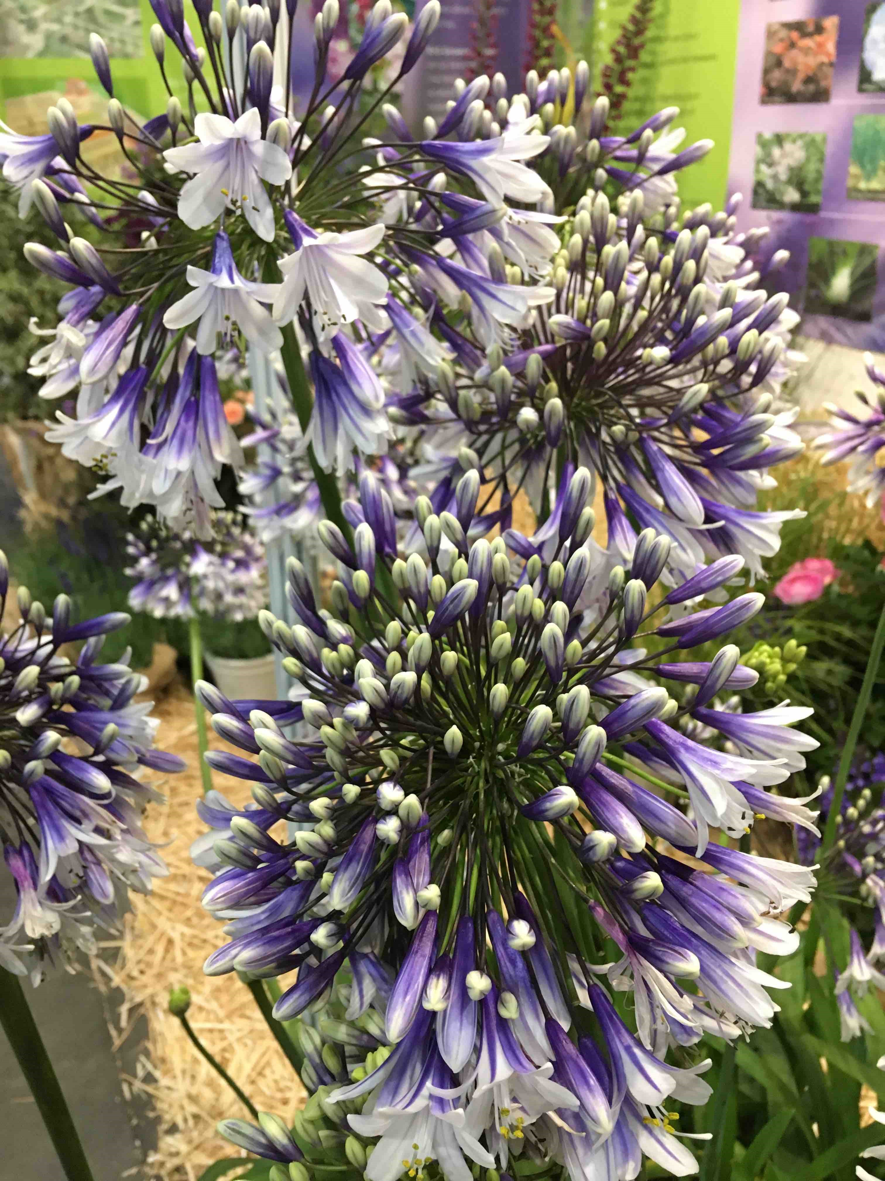 Agapanthus