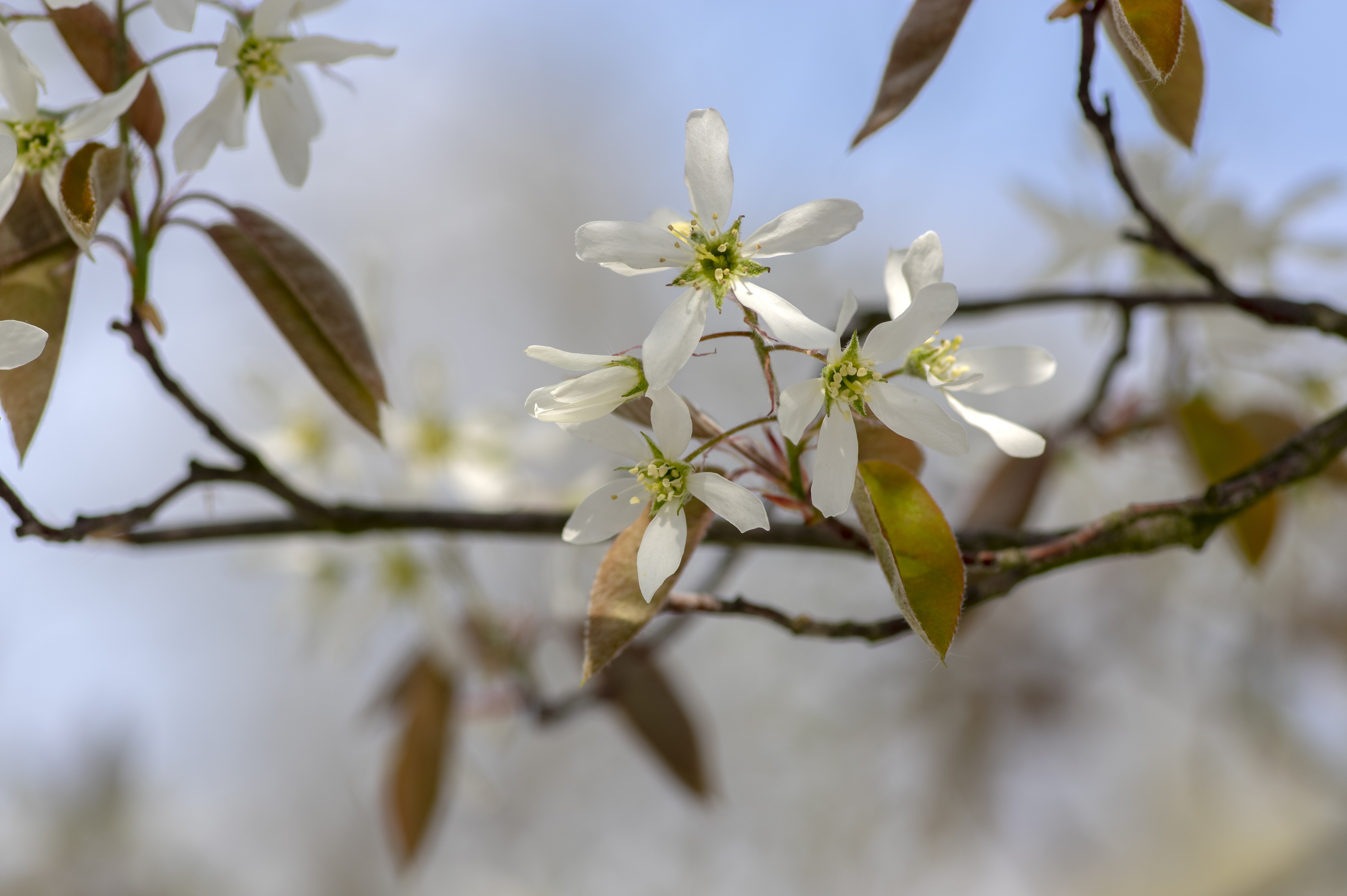 Amelanchier lamarckii flowers