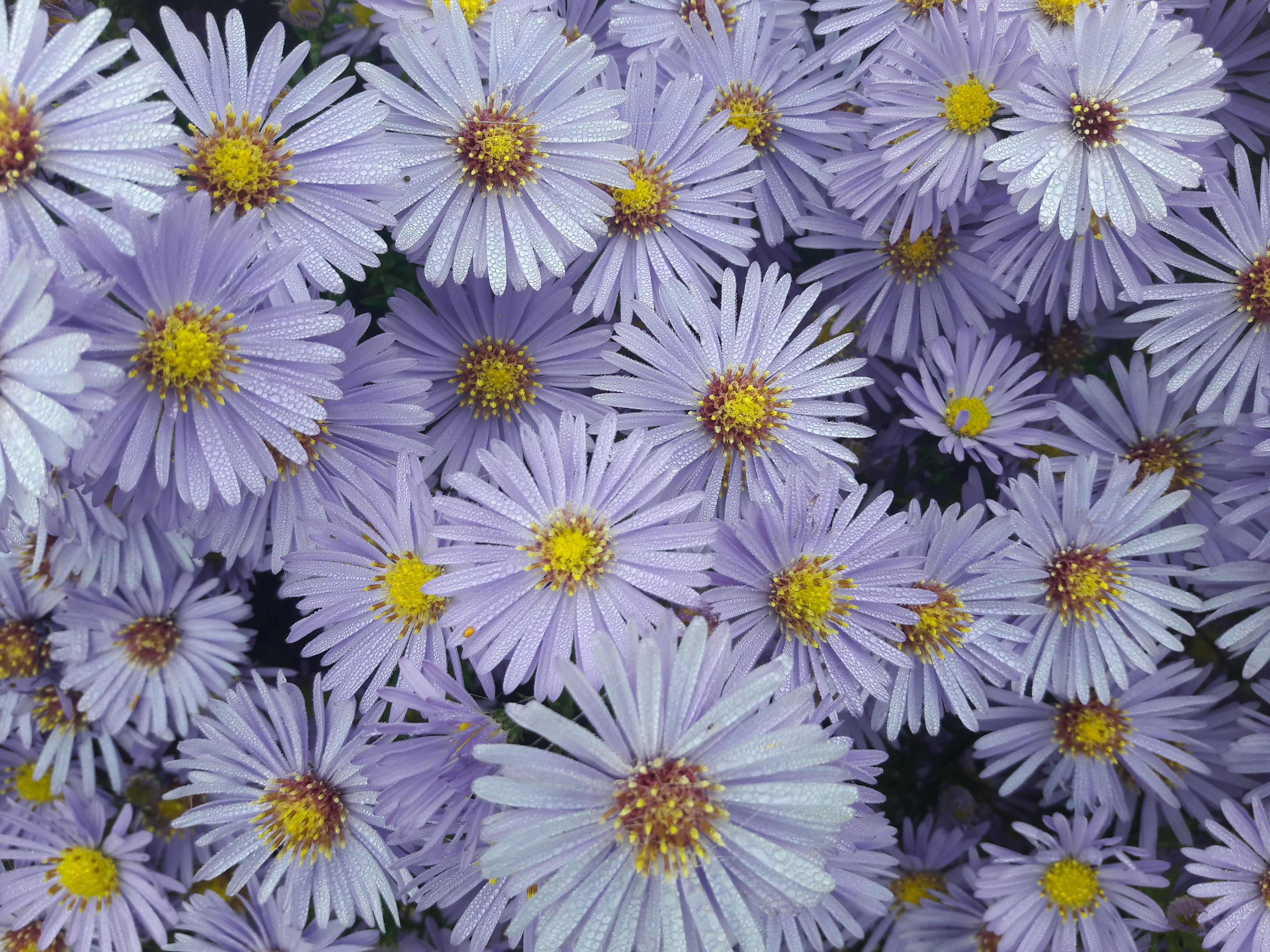 Purple asters