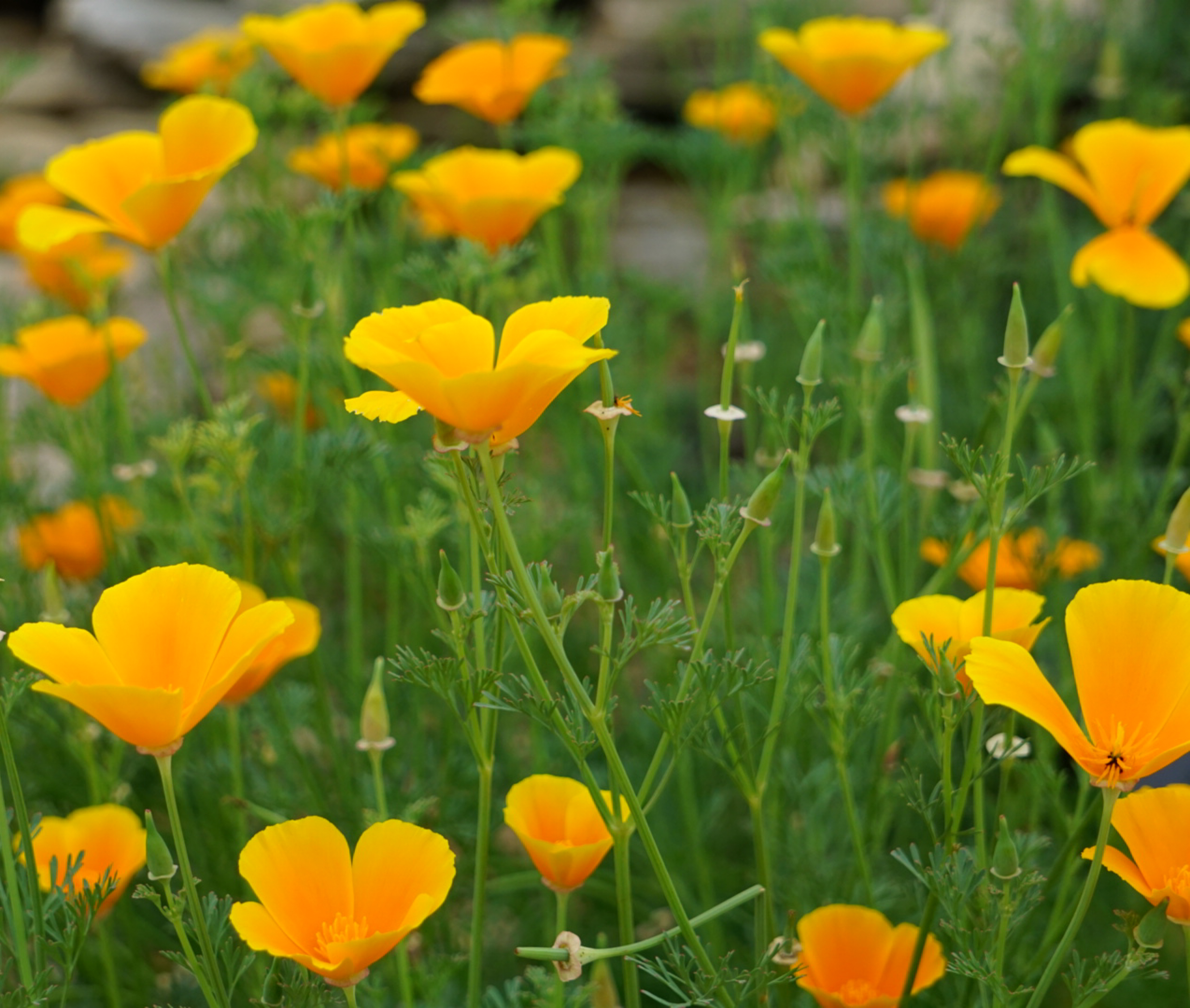 Yellow Californian poppies close up