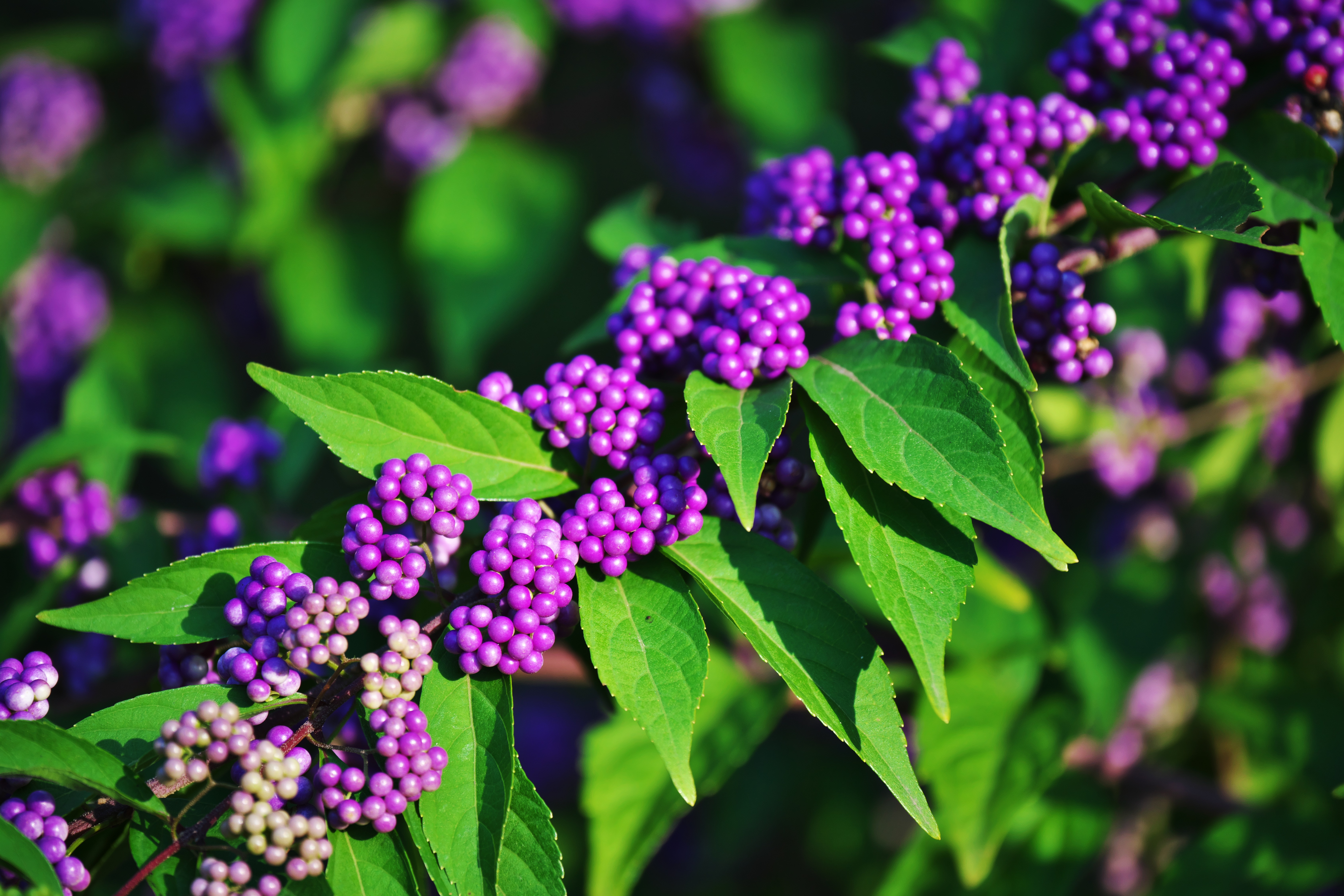 Callicarpa