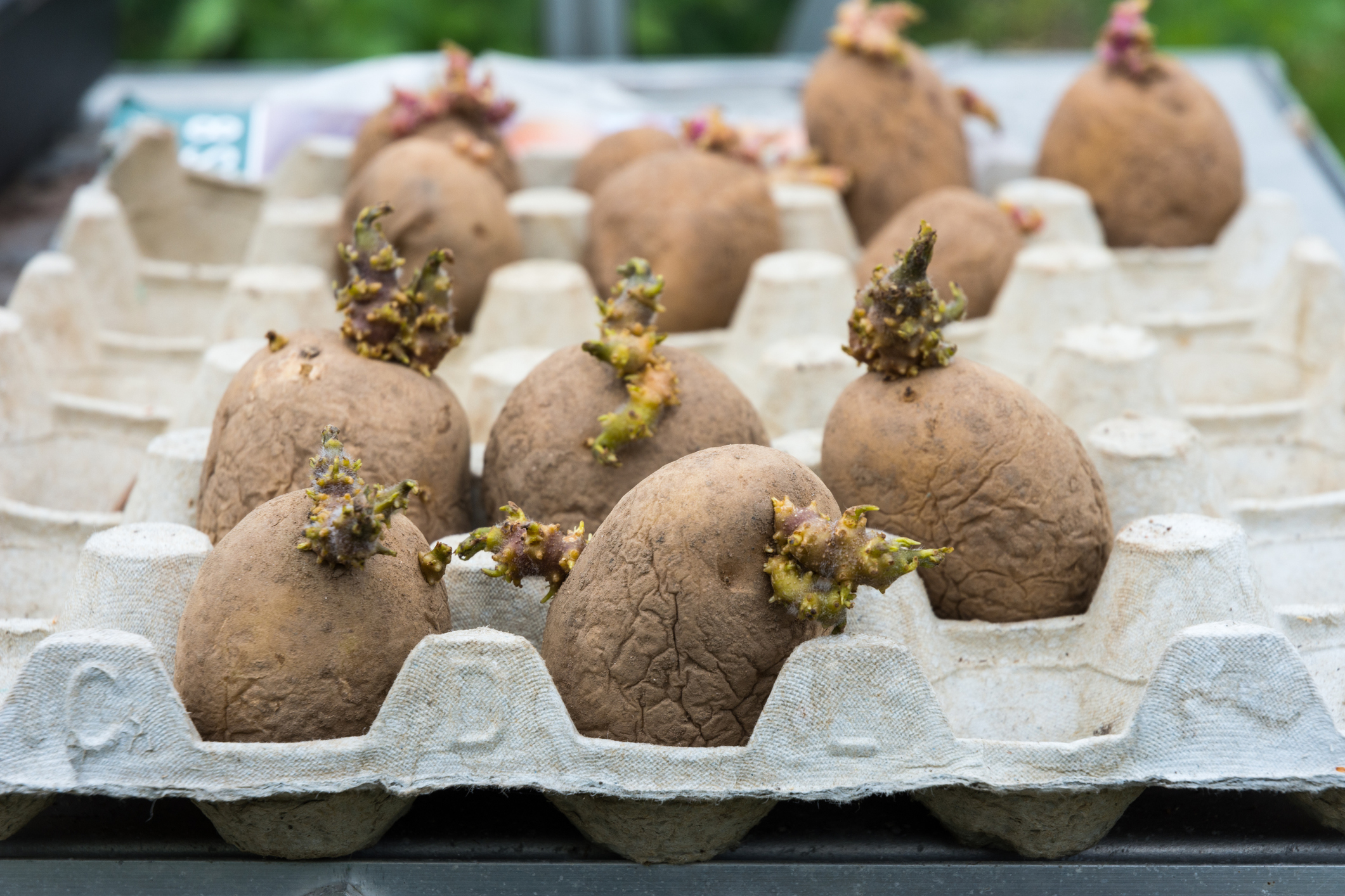 Chitting potatoes in an old egg tray