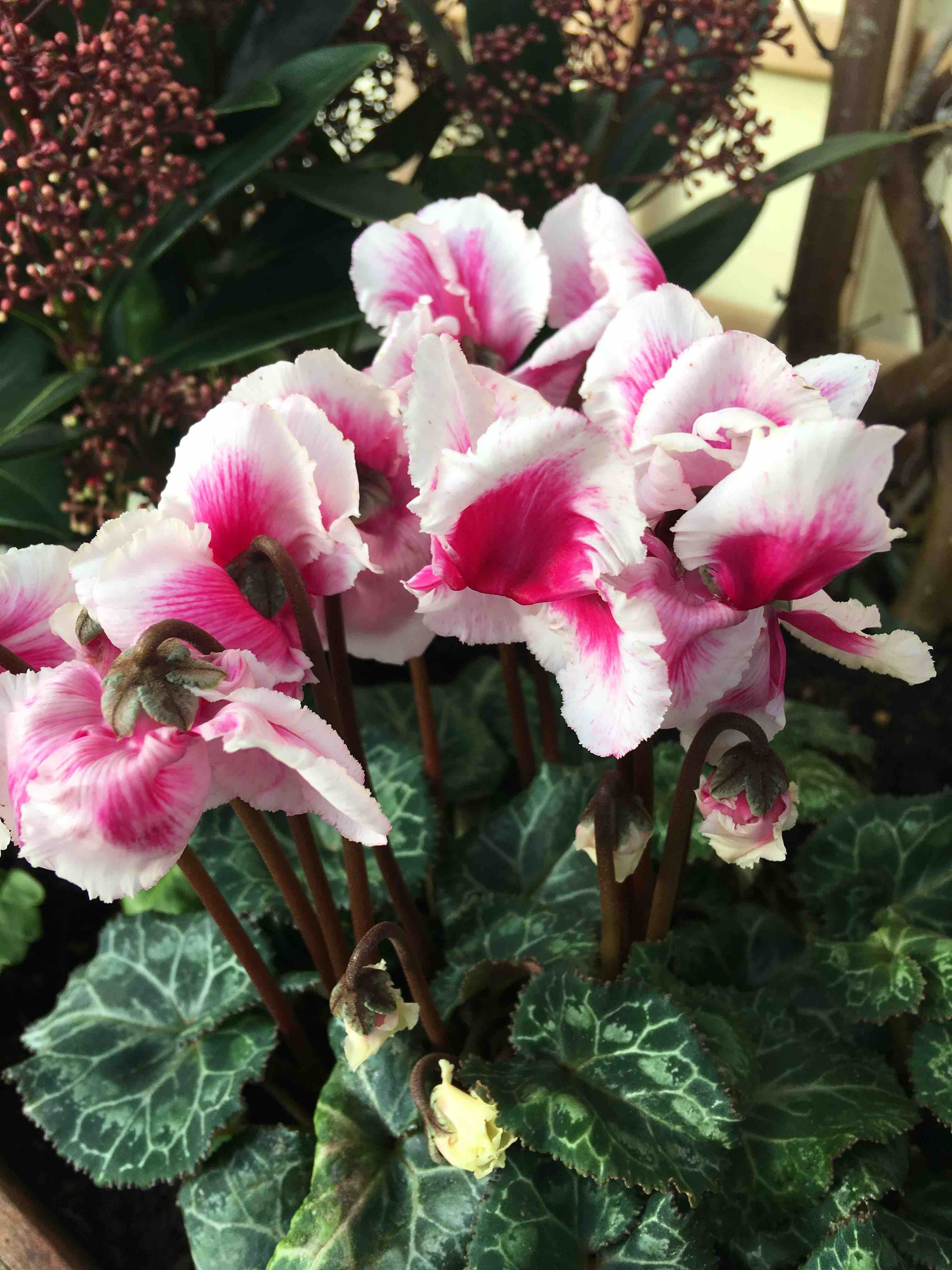 Hardy Cyclamen