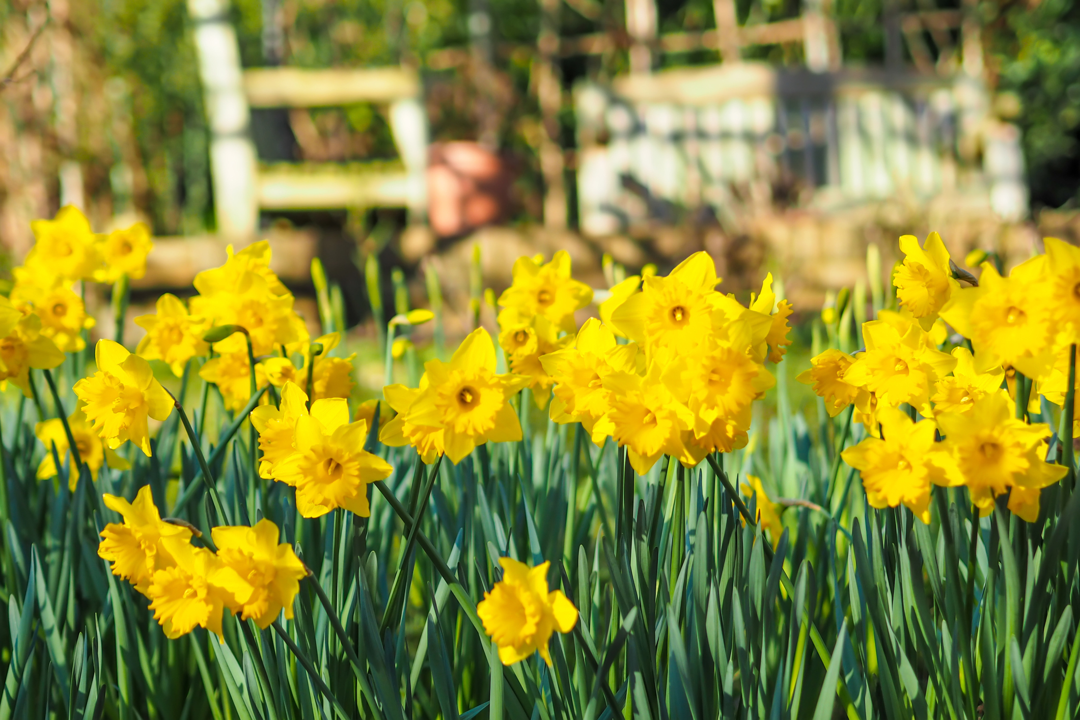 Daffodils