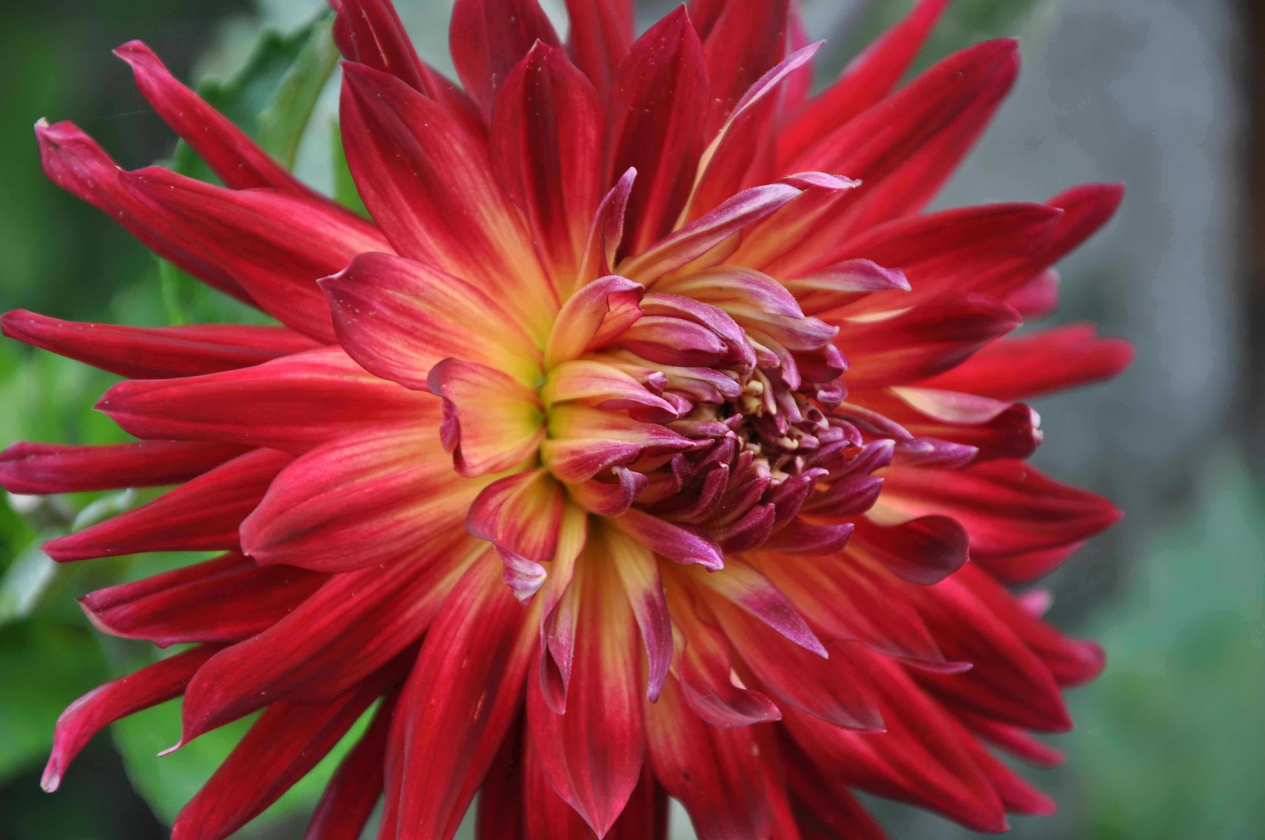 Red dahlia