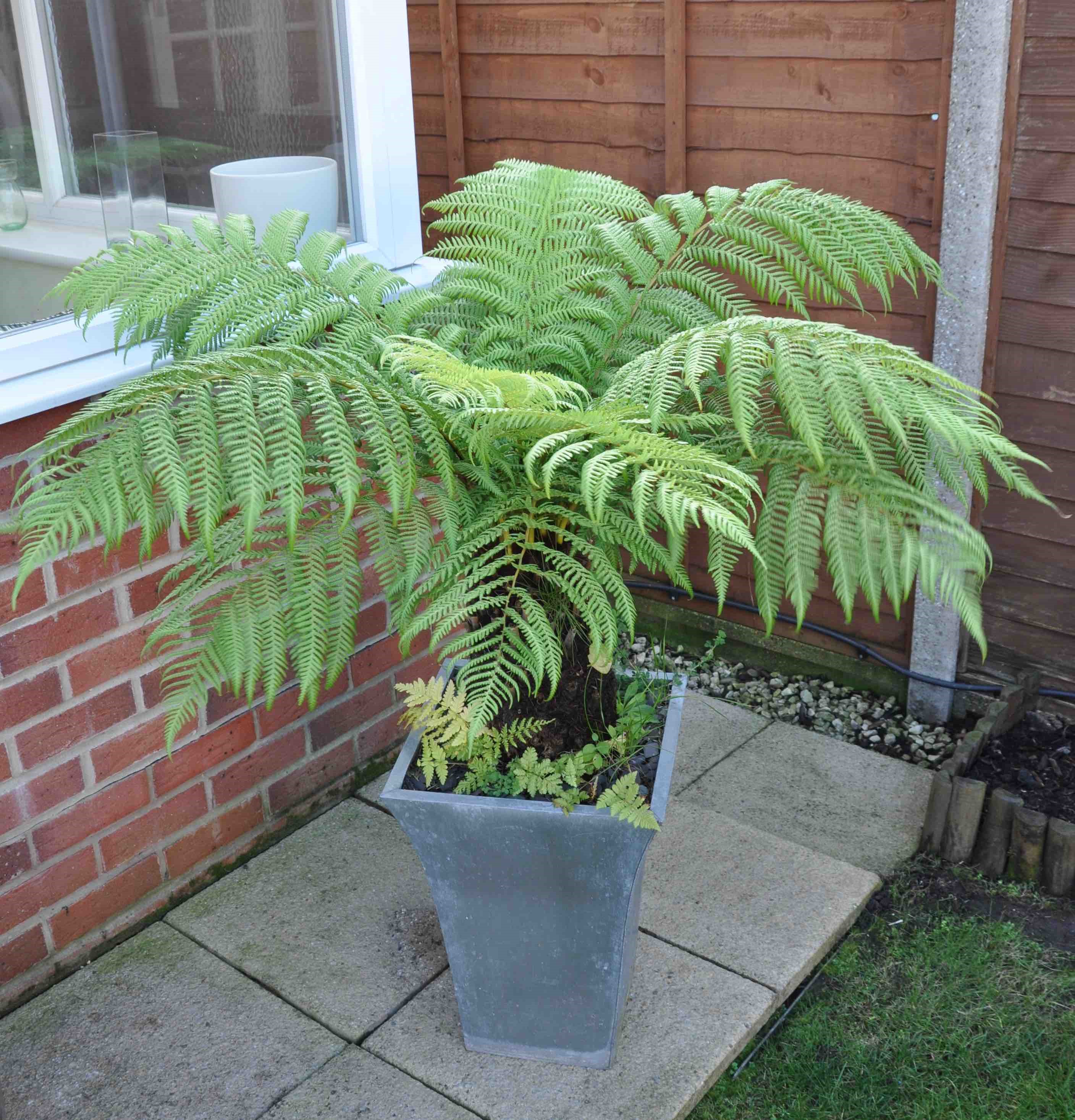 Dicksonia Antarctica