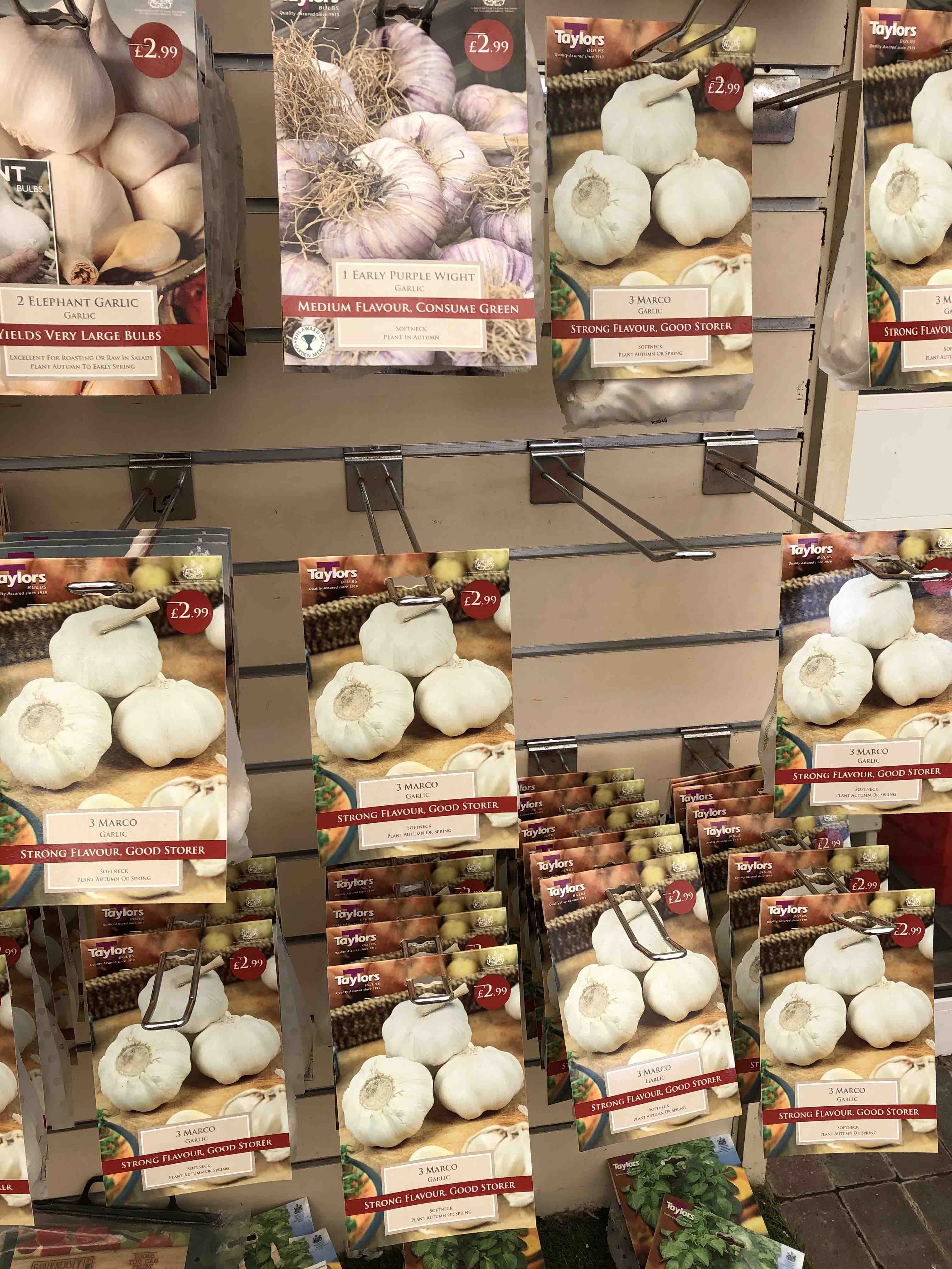 Garlic bulbs on sale in garden centre