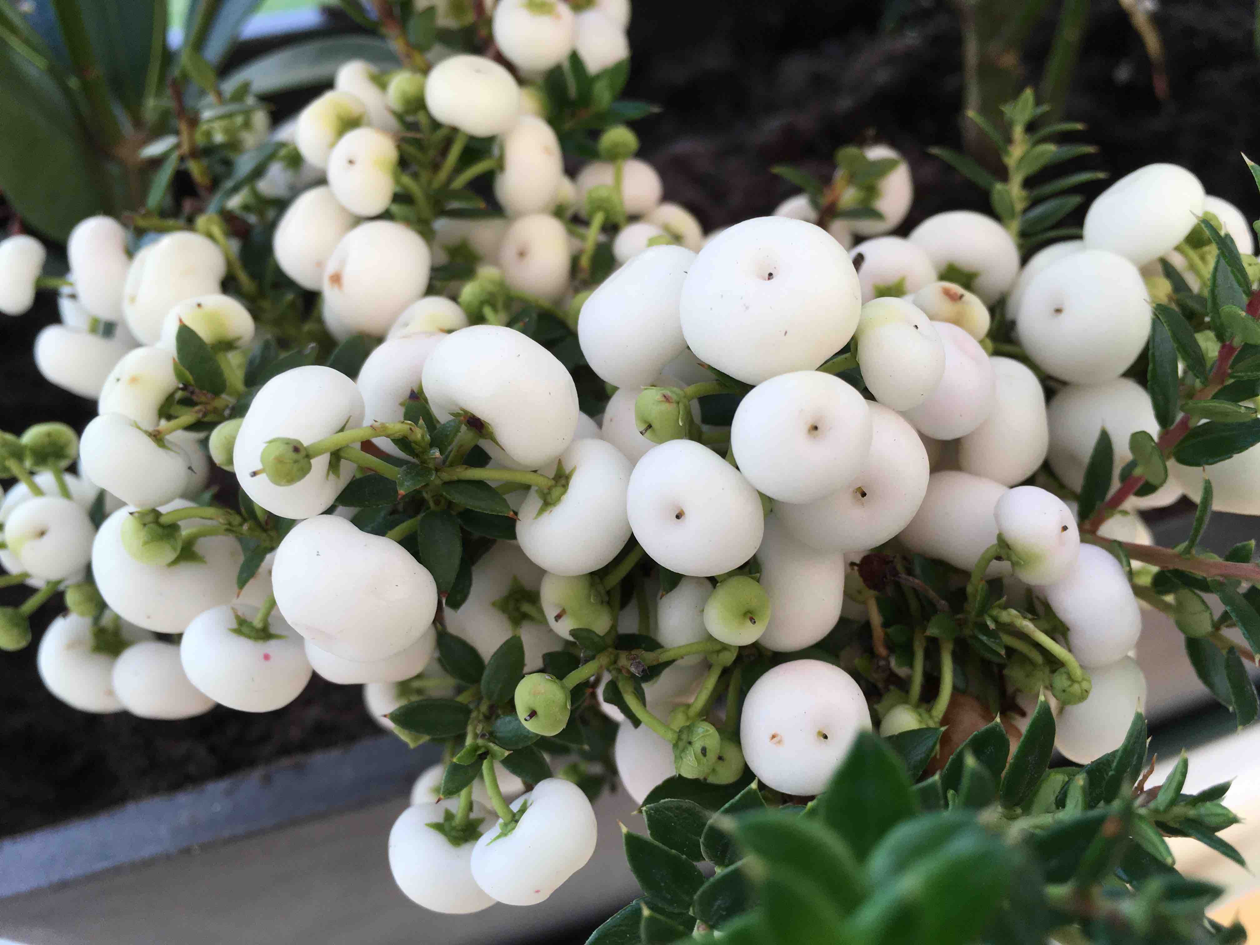 Gaultheria Mucronata