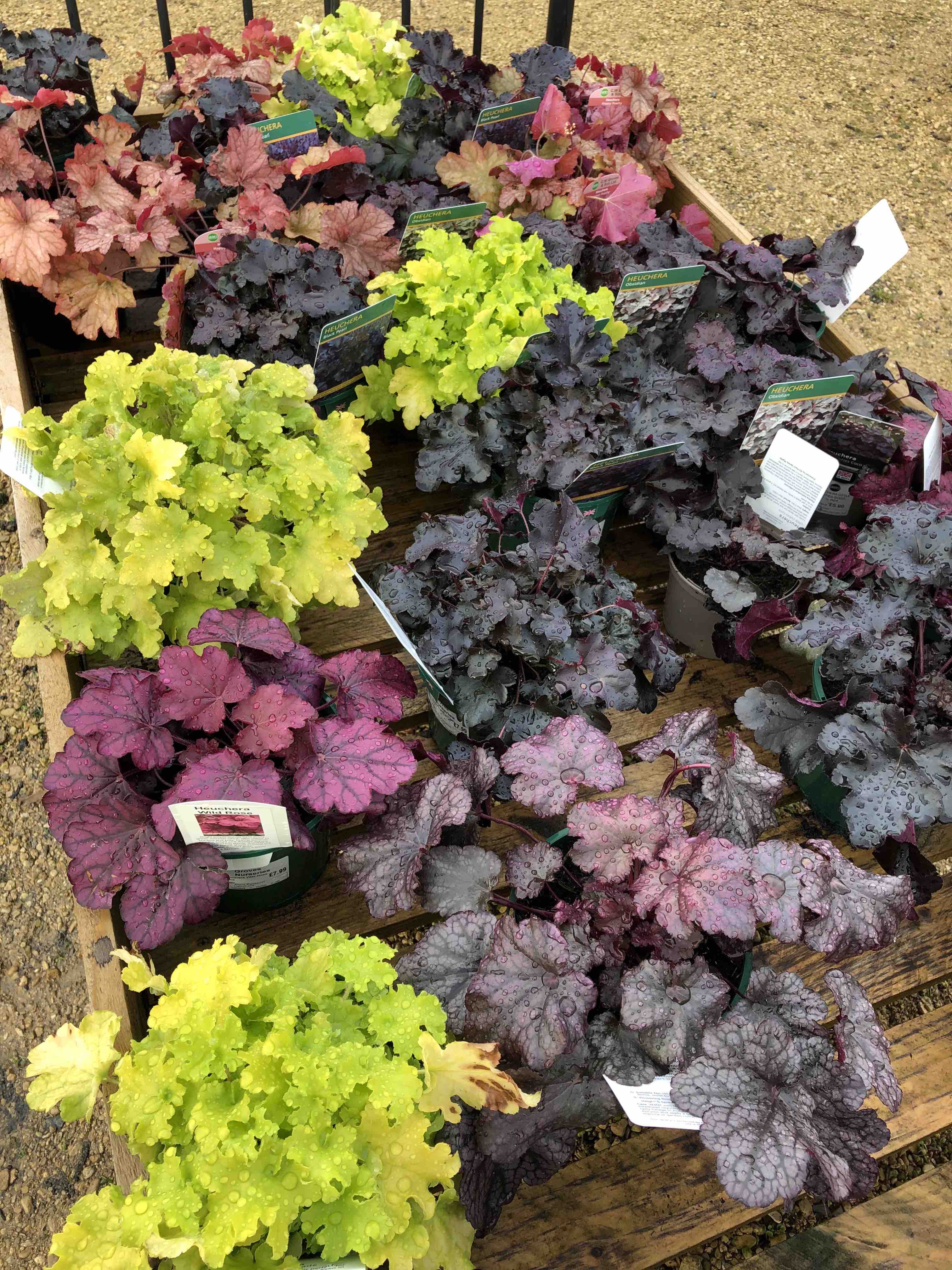 Heucheras in green, purple and pink on a pallet at a garden centre