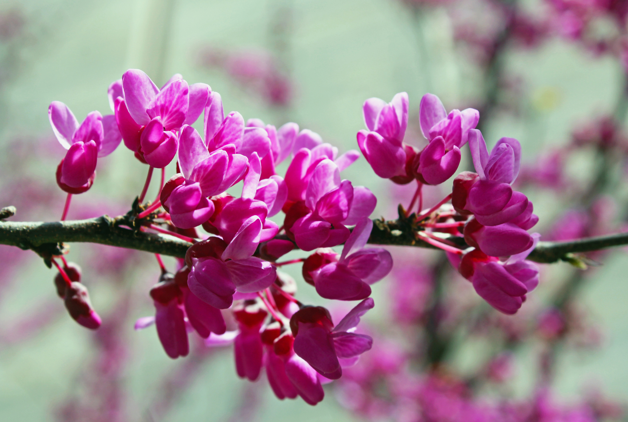 Cercis siliquastrum