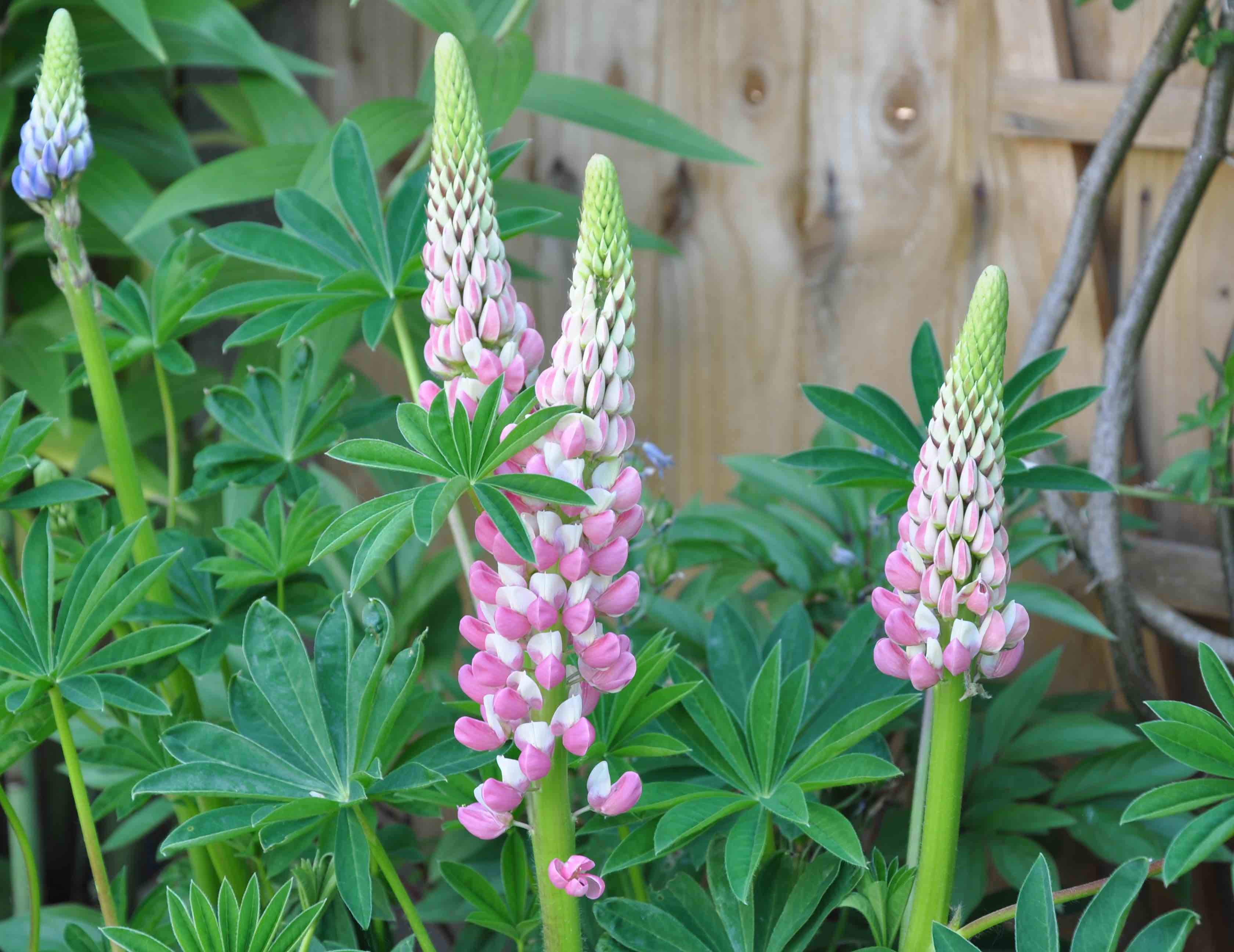 Pink lupin