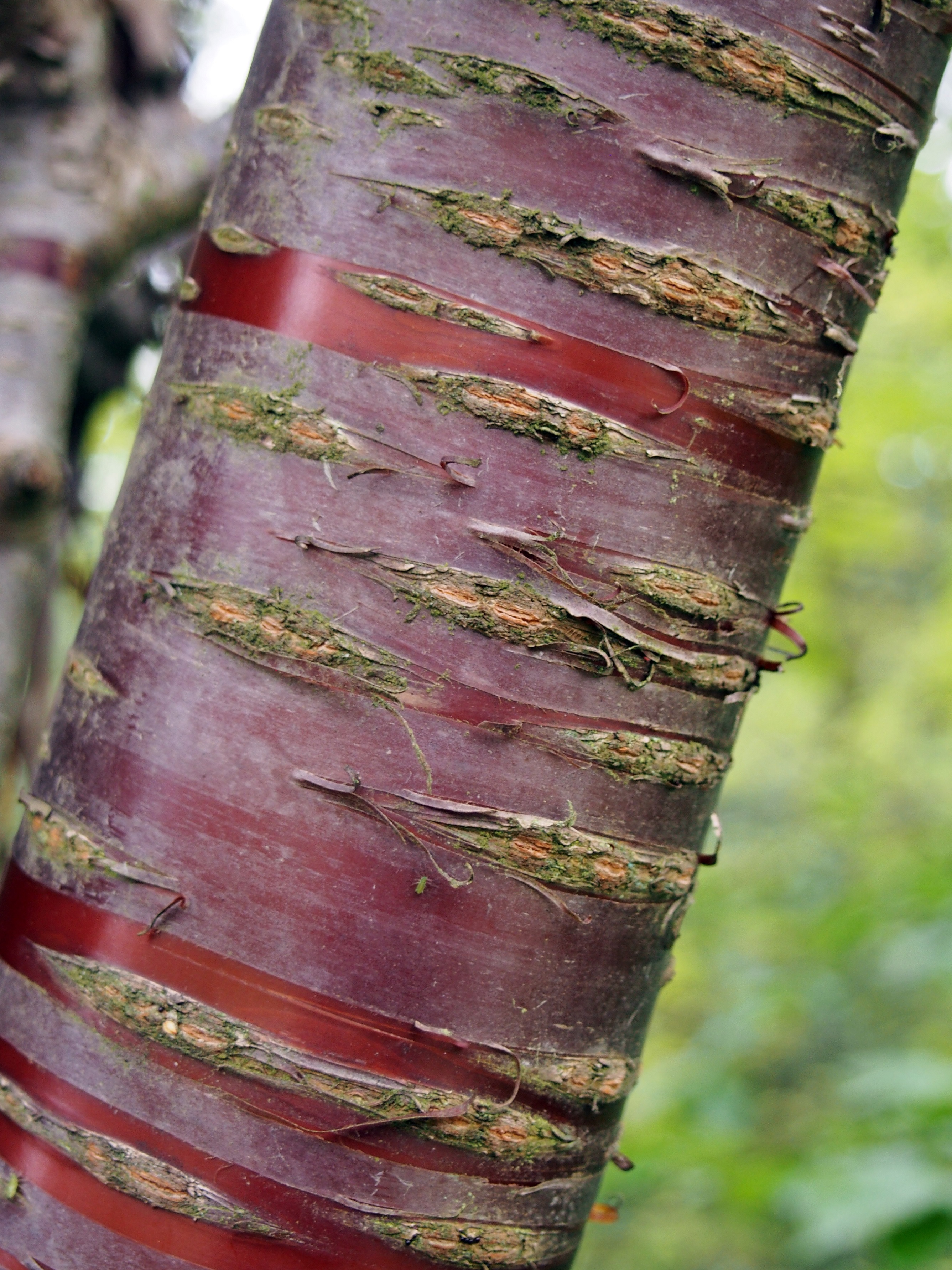 Close up of the shiny copper bark of the prunus serrula tree with lots of lenticells