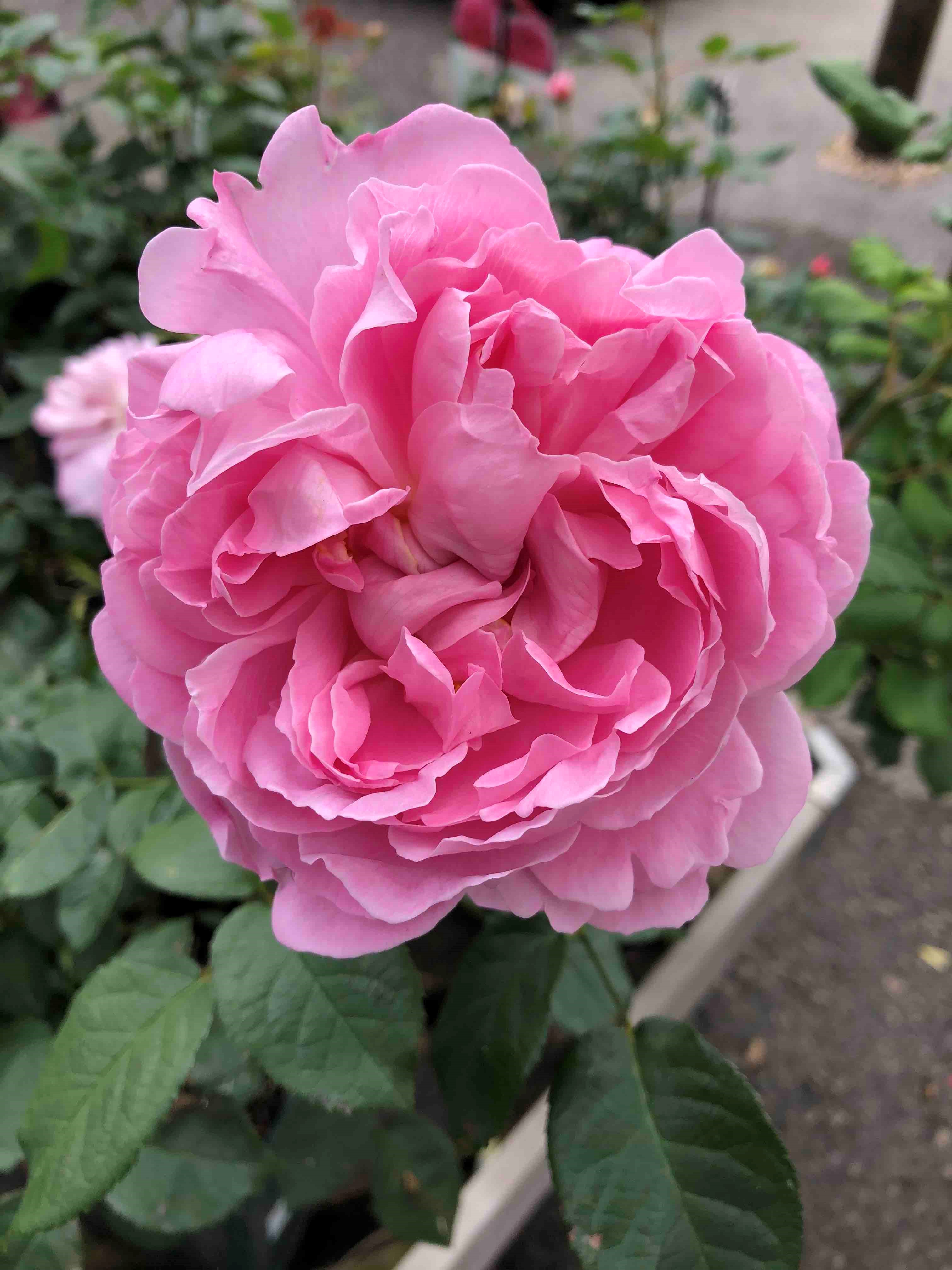 Floribunda Rose