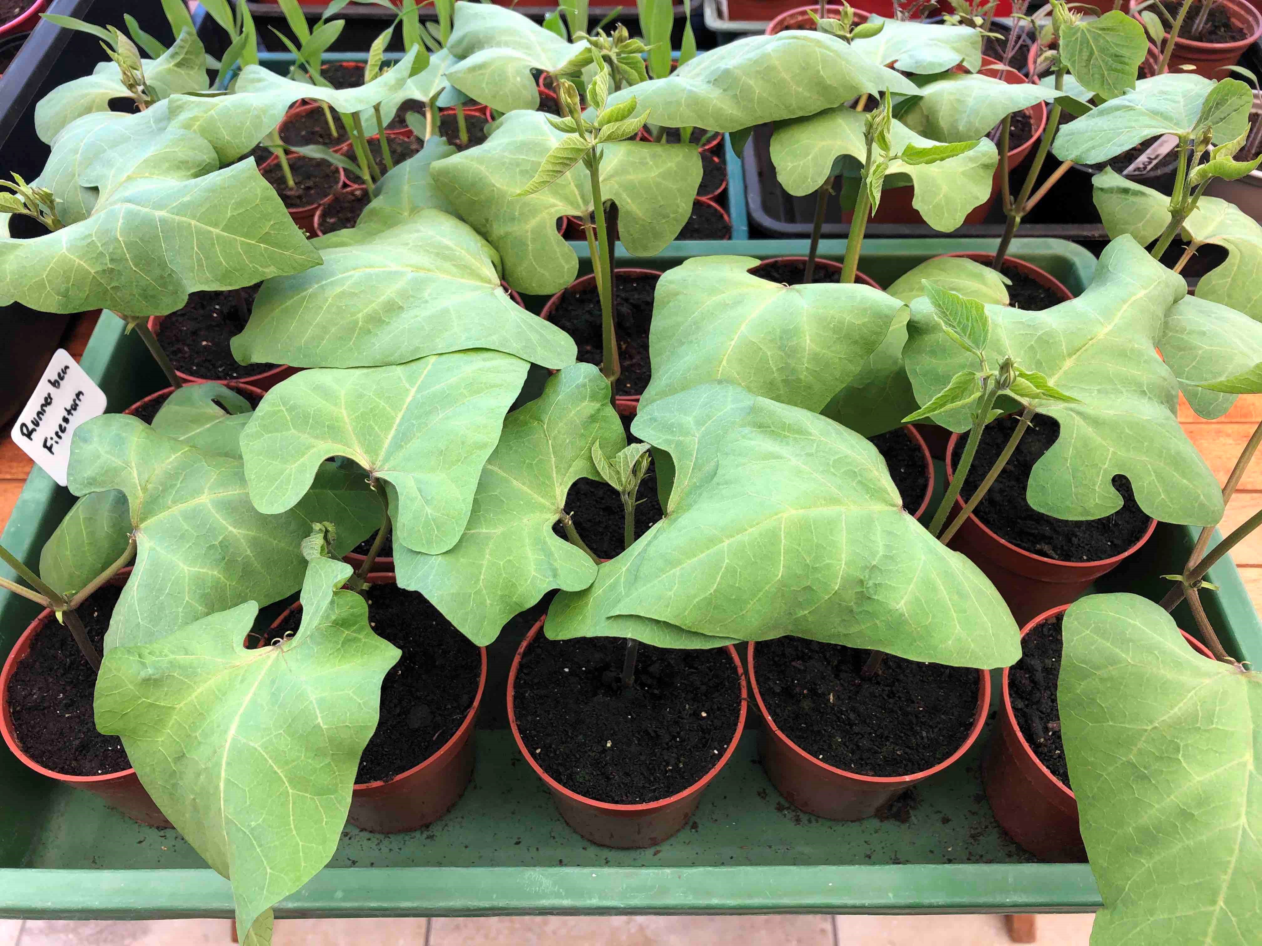 Runner beans