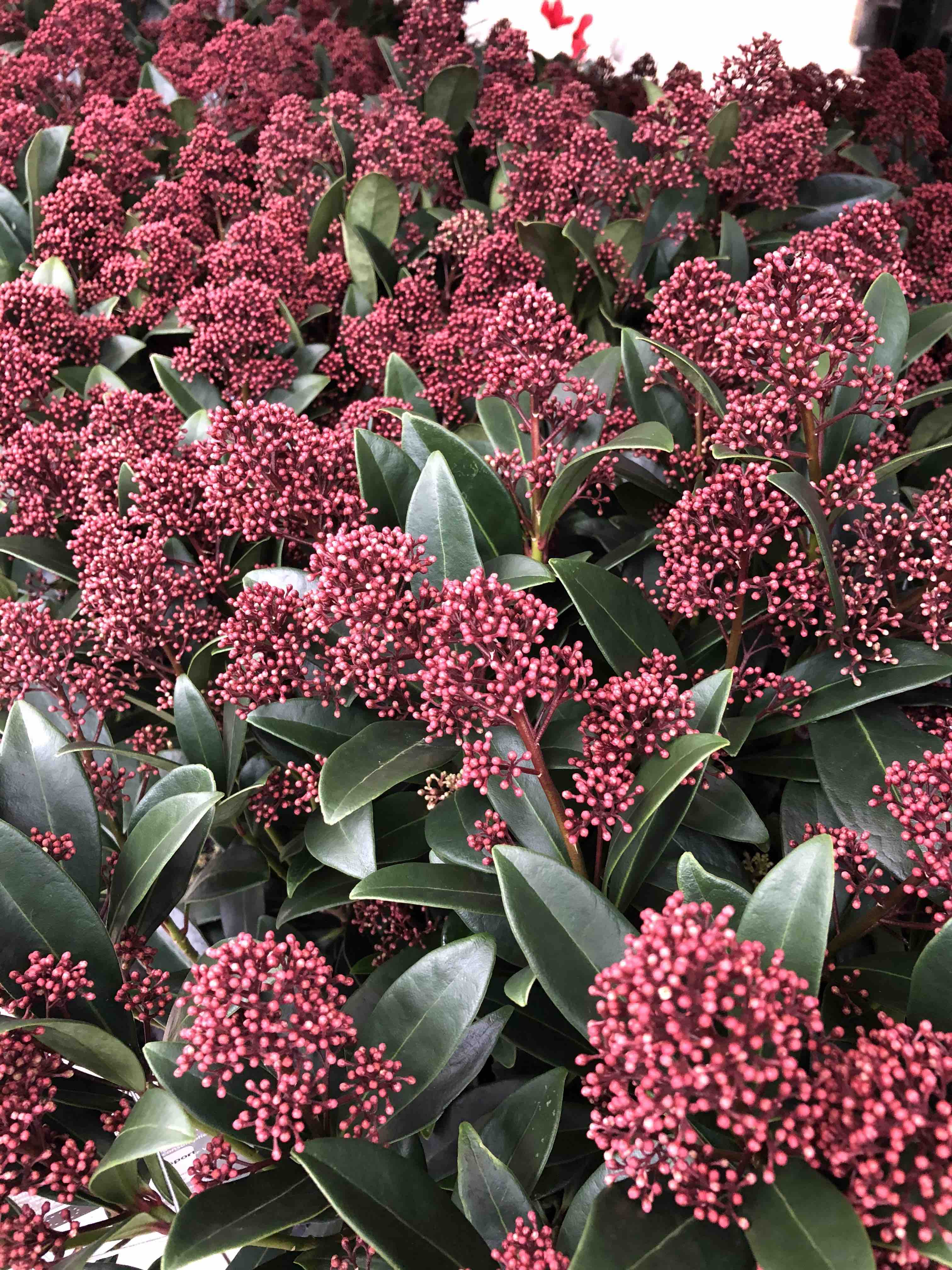 Skimmia Japonica 'Rubella'