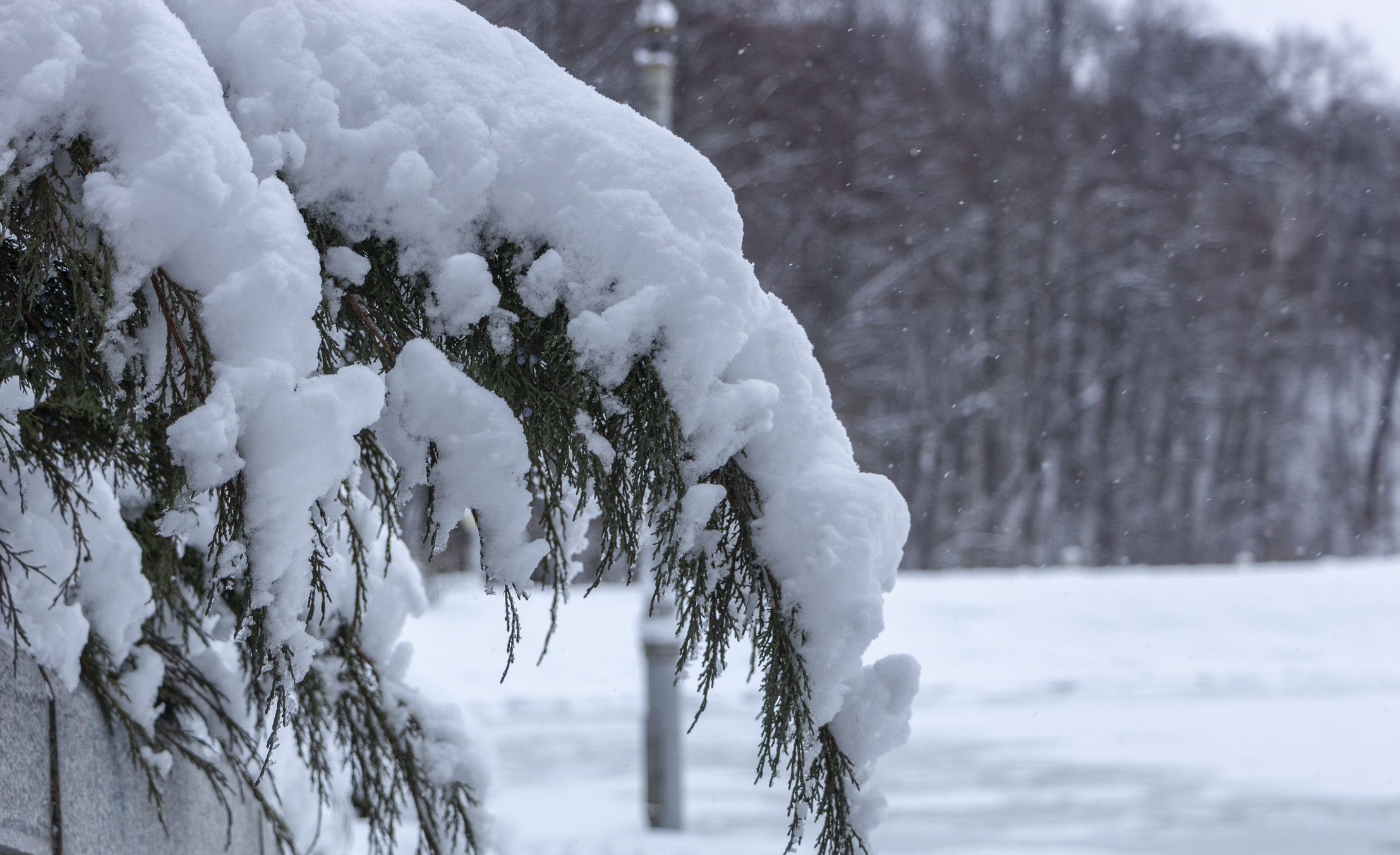 Conifer branch heavy with snow on snow-covered street in Winter