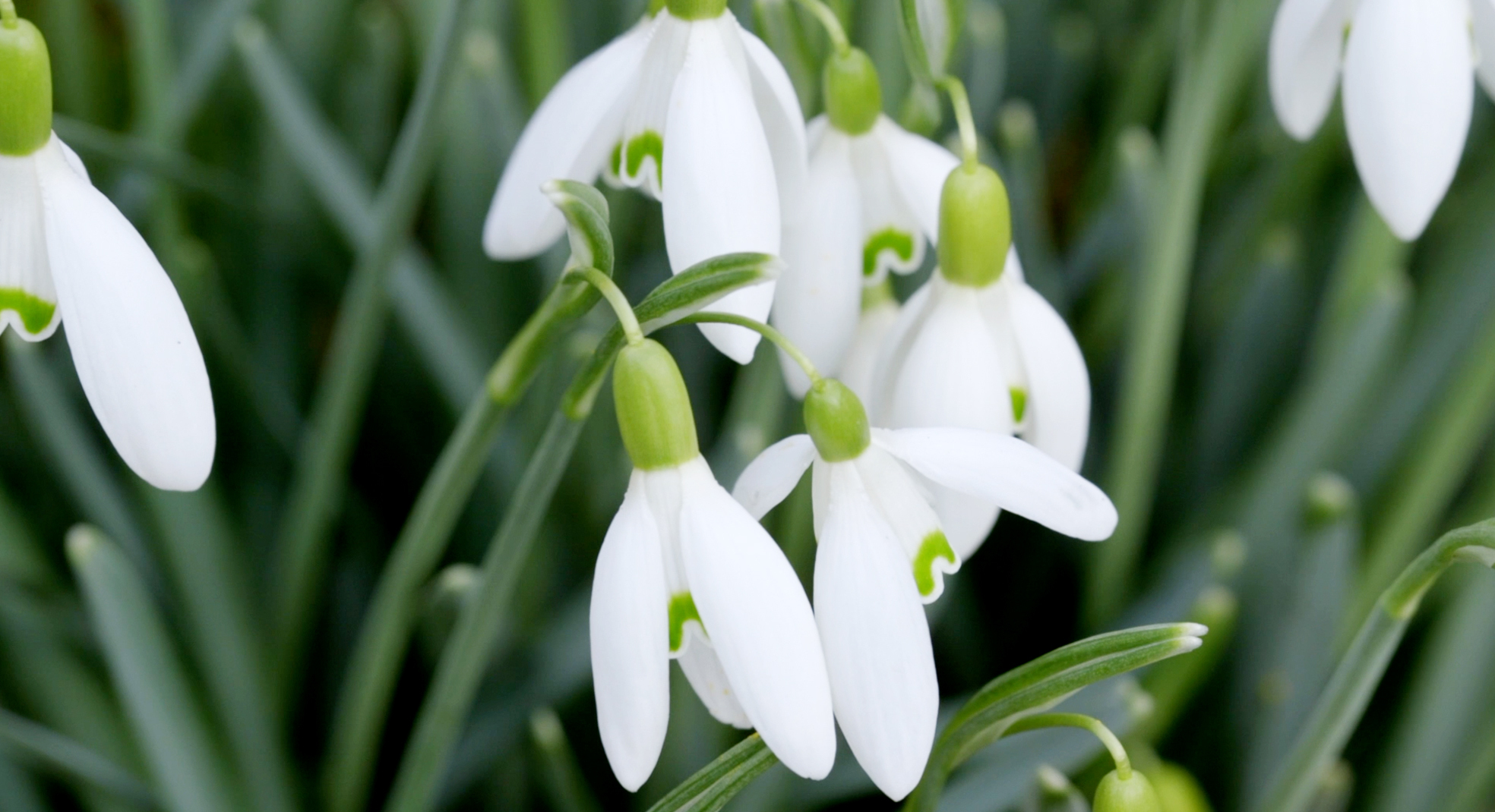 snowdrops