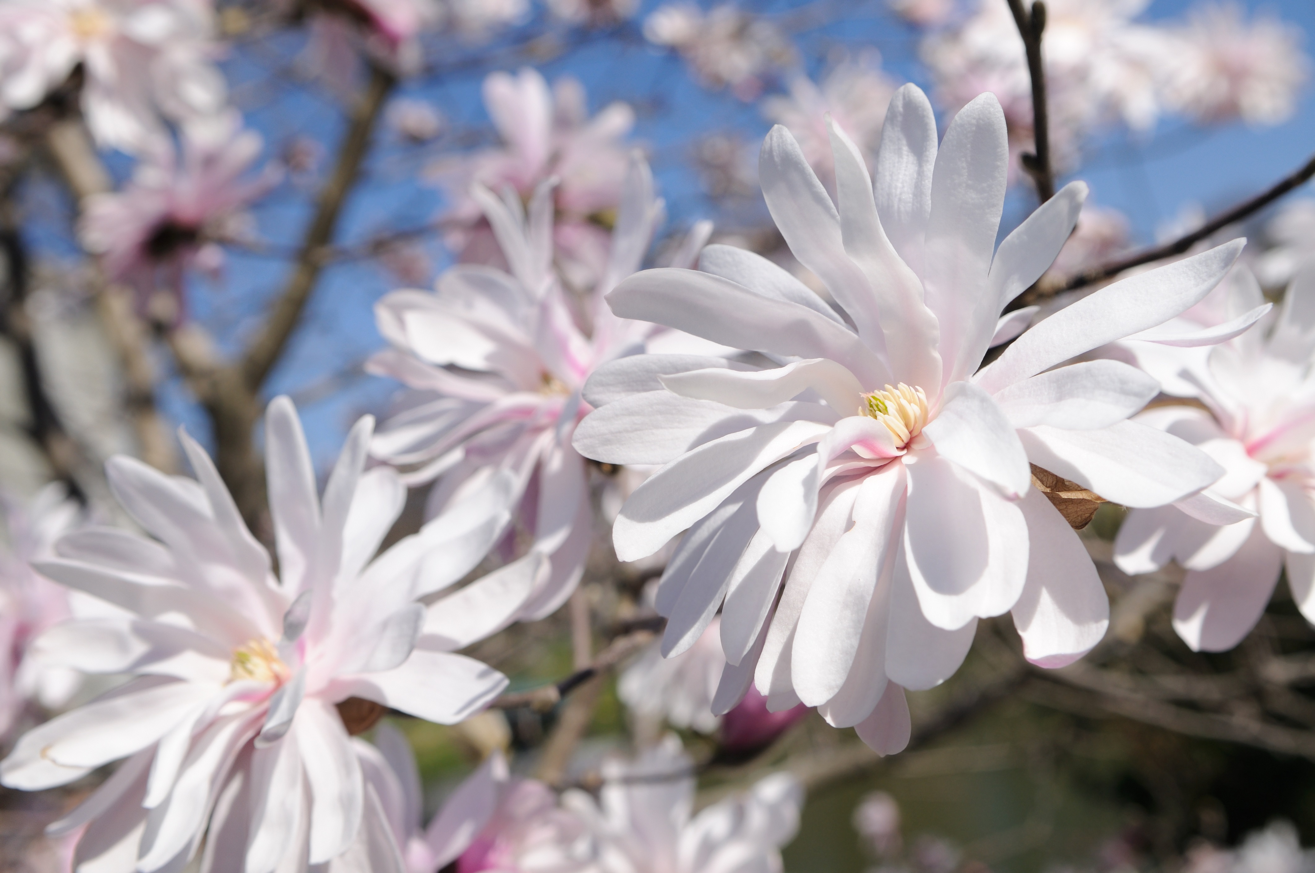 Magnolia stellata flower